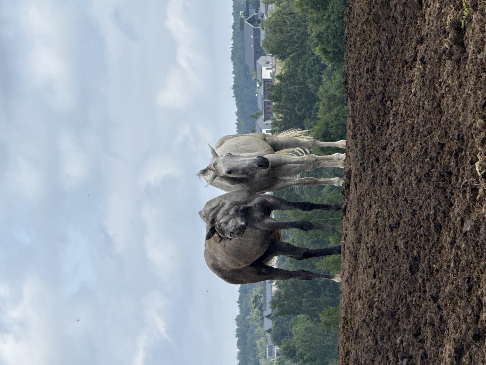 Two horses stand on a mound of dark soil. The horse on the left is dark gray and appears to be shaking its head, with its mane flying. The horse on the right is a lighter gray and stands facing forward, looking directly at the camera. In the background, a line of green trees separates the mound from a residential area with houses that have dark roofs. The sky is overcast with light gray clouds. The location is the city of Galinė, Lithuania.