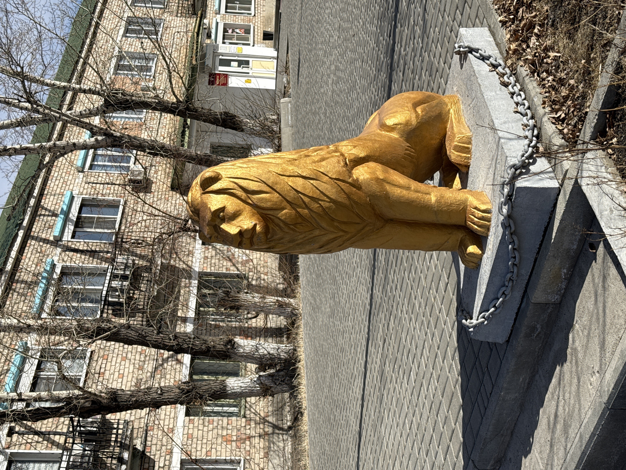 The image shows a golden lion statue in Borzya, Russia. The statue is lying on a gray stone pedestal, with a metal chain draped over it. The statue is positioned on a paved area with a textured pattern. A brick building with windows is visible in the background, with a tree with bare branches partially obscuring the building. To the right of the statue, there is a raised concrete edge with dead leaves and dry grass. The sky is visible in the upper left corner.
