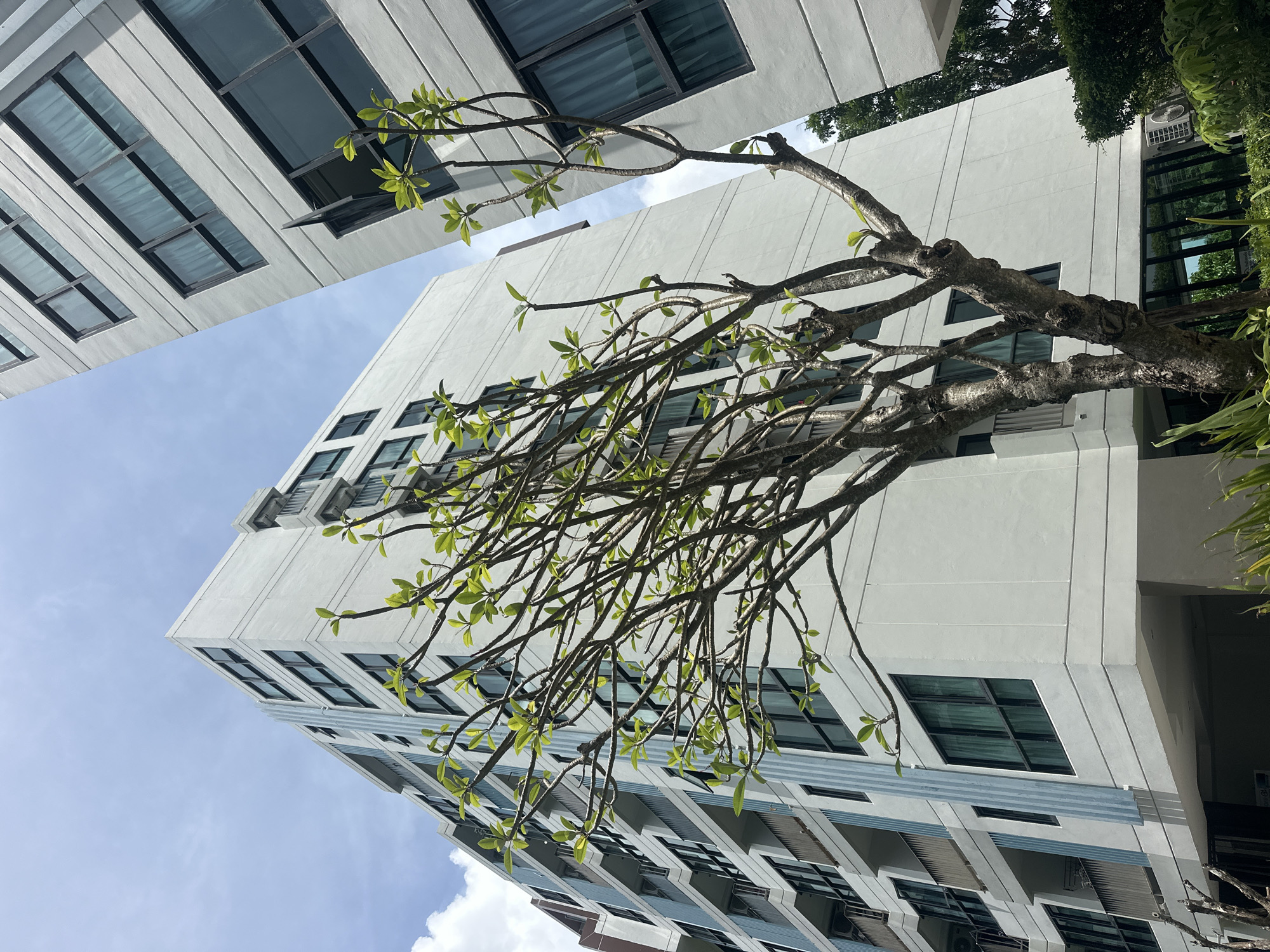 This low-angle shot captures two modern apartment buildings against a bright sky with scattered clouds. A tree with bare branches and new green leaves stands prominently in the foreground, partially obscuring the white facade of the left building, which features balconies and blue vertical accents. The right building, also white, is angled away from the camera. Both buildings have dark-framed windows. The scene is located in Wichit, Thailand.