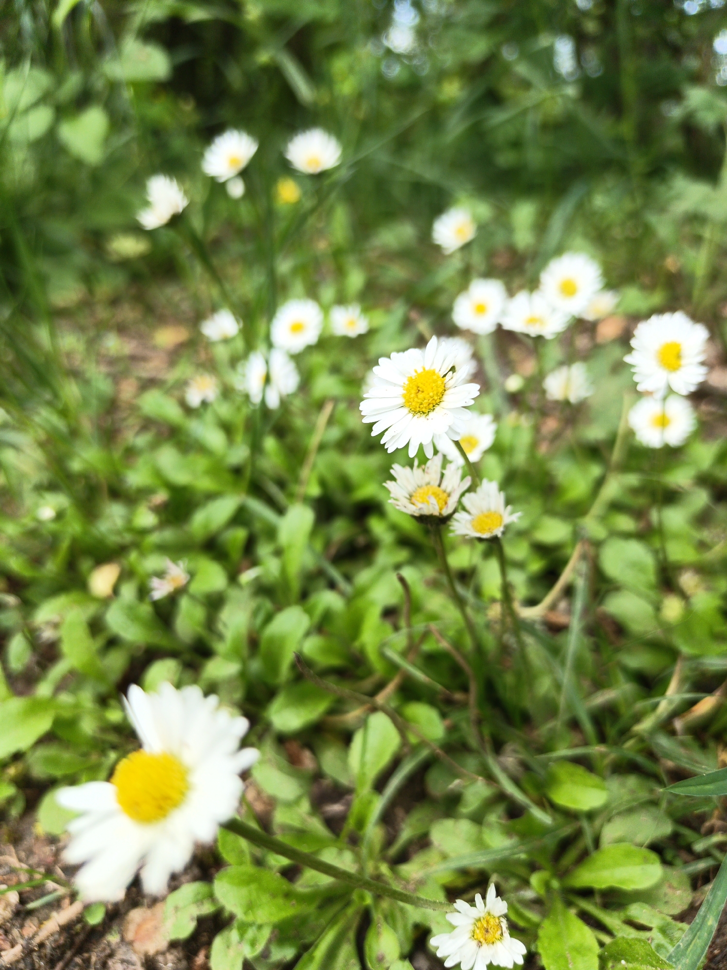 The image shows a close-up view of a patch of daisies growing in a grassy area. The daisies have white petals and yellow centers. The background is blurred, suggesting shallow depth of field. The location is Терновский округ, Ukraine.