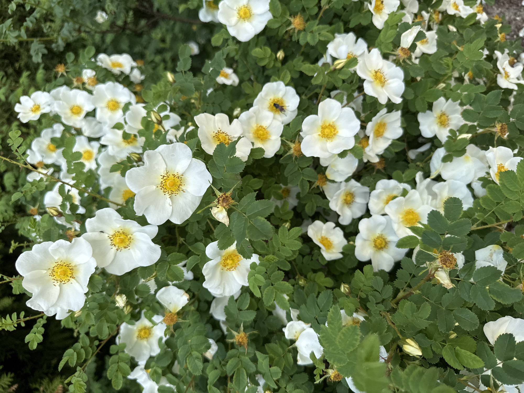 A close-up, eye-level shot captures a dense cluster of white wild roses with bright yellow centers. The flowers, some in full bloom and others as buds, are interspersed with dark green, serrated leaves. A small insect, possibly a bee, is visible on one of the petals. The background is blurred, suggesting a natural setting like a park or garden, common in Jūrmala, Latvia, where such flora is prevalent along residential areas and coastal paths. The lighting is soft, indicating it could be overcast or late afternoon.