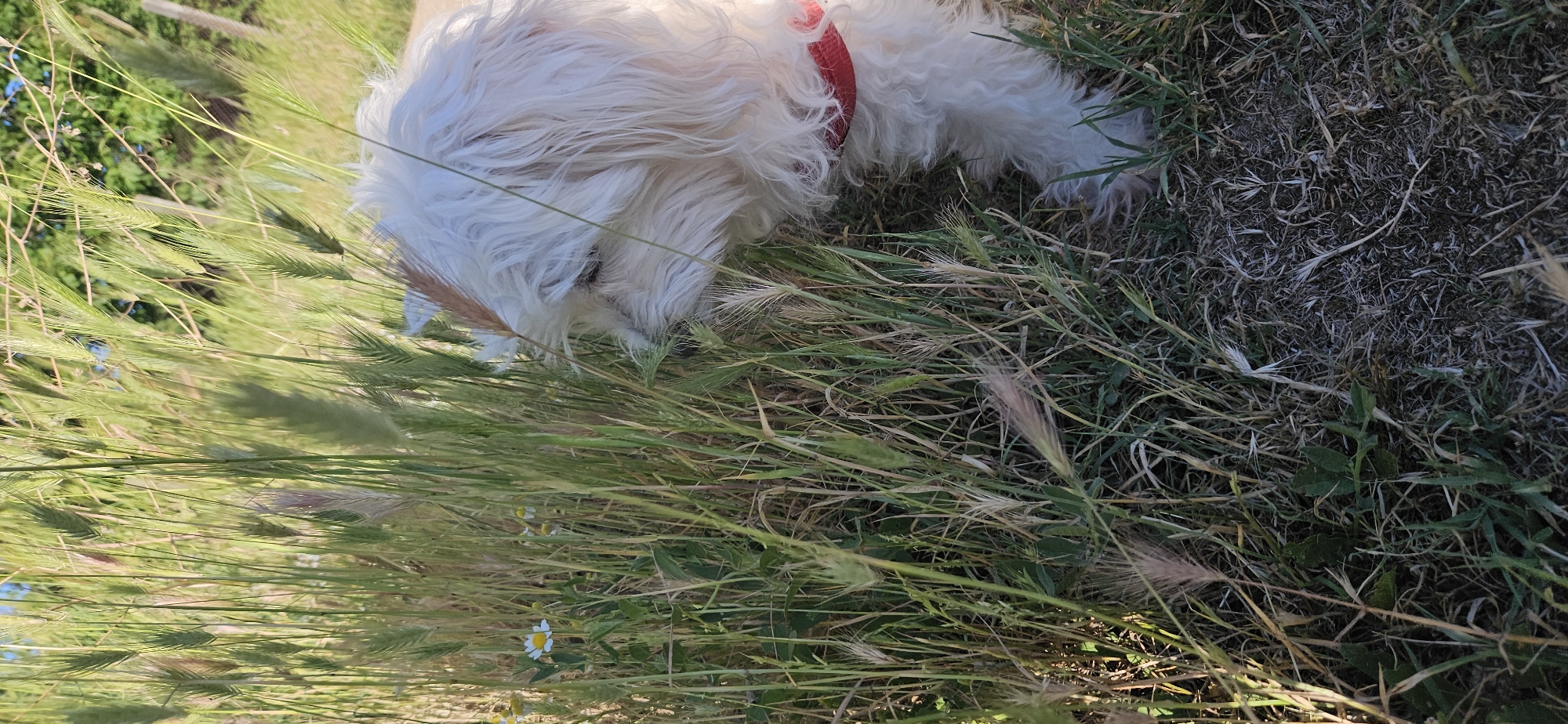 A small, white, furry dog with a red collar is lying down in a grassy area. The grass is a mix of green and brown, with some taller stalks and wildflowers present. The location is not specified in the image but the prompt stated it is within the city of Blagoevgrad, Bulgaria. No people are visible in the scene. The dog is the primary subject, seemingly resting among the foliage.