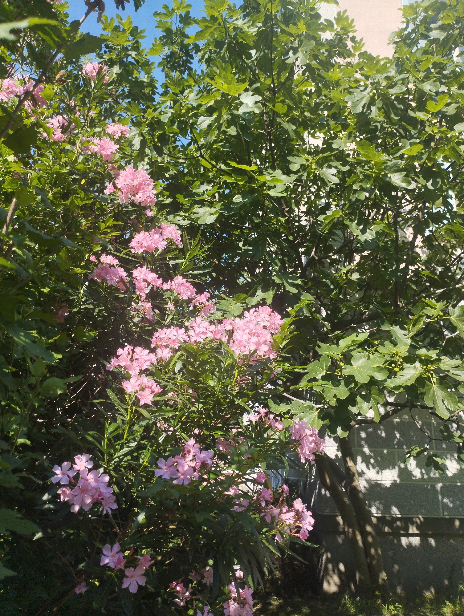 A bright, sunny outdoor scene depicts a dense cluster of bright pink oleander flowers in the foreground, contrasted with the lush green leaves of a large fig tree in the background. The fig tree's branches cast dappled shadows on a light-colored brick wall behind it. The sky above is a clear, vivid blue. The image appears to be taken at ground level, looking up into the foliage. No people or animals are visible. The setting seems to be a garden or yard, possibly in a residential area of an unknown city.