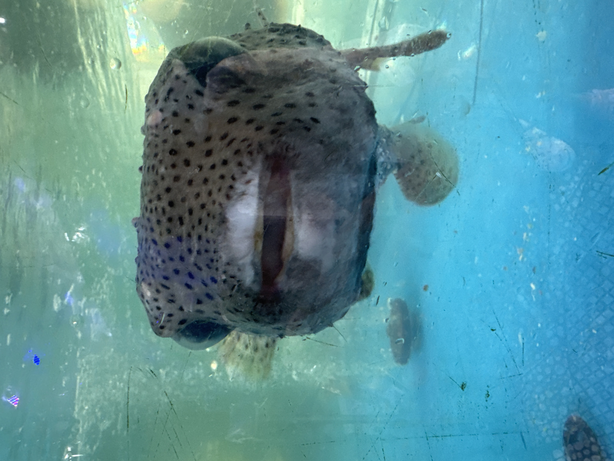 A boxfish, likely a spiny boxfish (Diodon holocanthus), is positioned near the center of the image, viewed from a close-up perspective through the aquarium glass. The fish appears inflated or puffed up, a defensive behavior. It is a light gray color with black spots covering its body. The aquarium water is a hazy blue-green, with scratches, water marks, and reflections visible on the glass. Additional small fish can be seen further away. There is no indication of location in the city of Đà Nẵng, Vietnam.