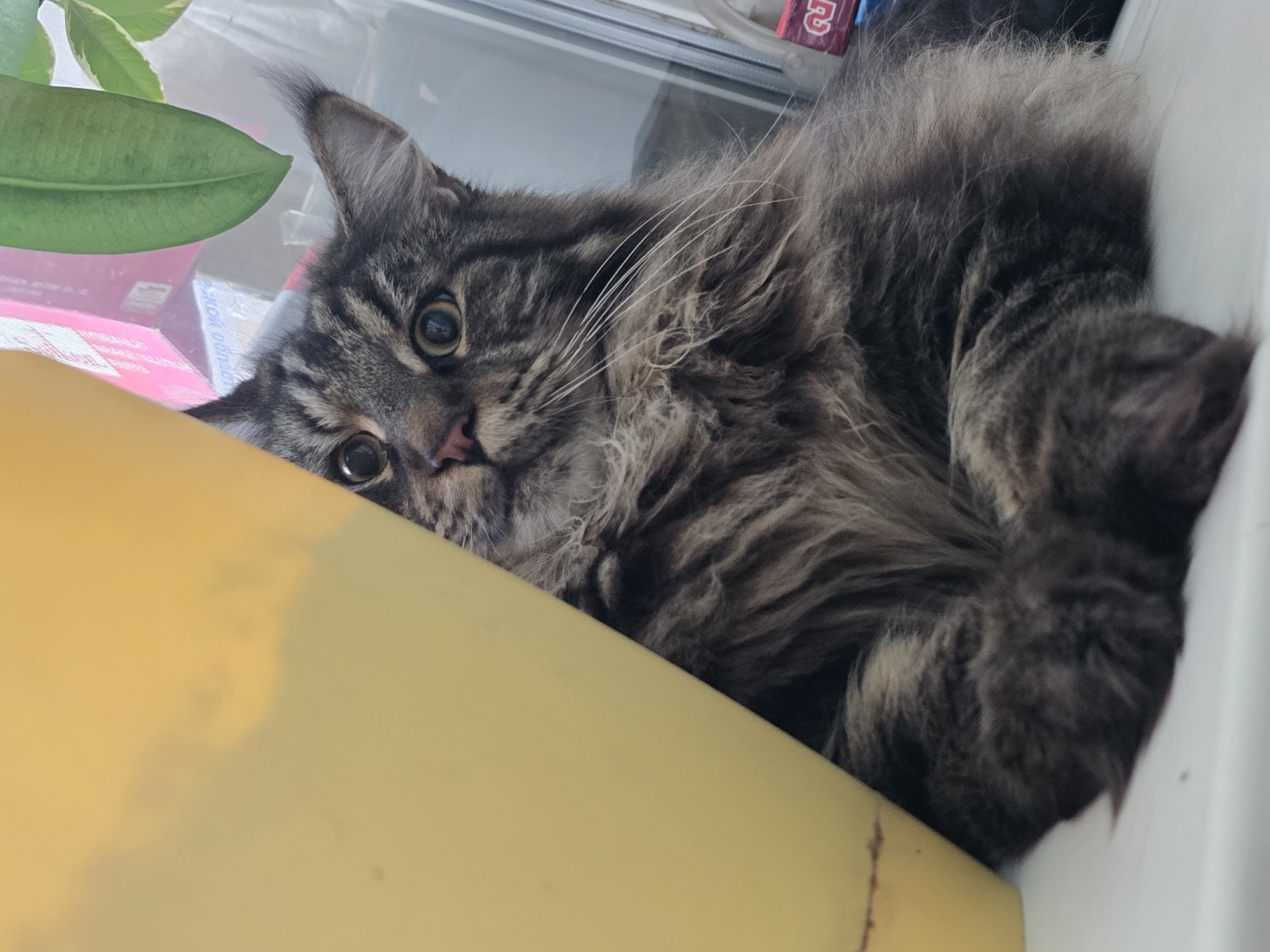 A long-haired tabby cat with large, expressive eyes peeks out from behind a bright yellow object. The cat's fur is a mix of grey, black, and brown, with prominent tabby markings. Its ears are pointed and alert, and its whiskers are long and white. The cat is lying down on a white surface, possibly a windowsill, and its front paws are visible. In the background, out-of-focus items are visible, including a green leaf and some colorful boxes. The scene suggests a domestic setting, likely indoors near a window. Krasnoyarsk, Russia, is a large city in Siberia known for its industrial activity and natural beauty. However, there are no specific visual cues in the image to pinpoint its exact location within Krasnoyarsk.