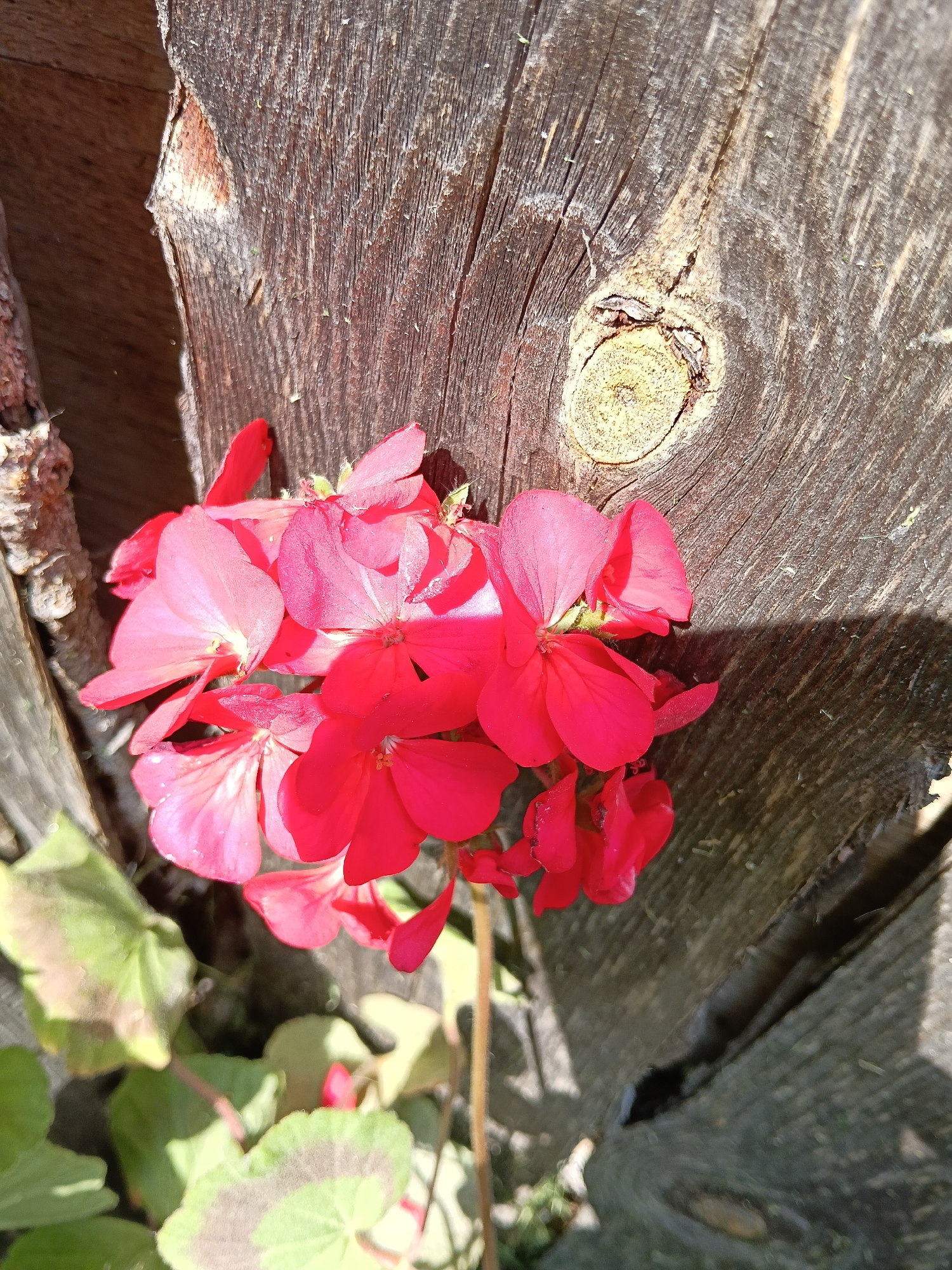 A close-up shot taken in daylight presents a cluster of vibrant red geranium flowers in contrast to the weathered, textured surface of a wooden fence. The flowers are grouped tightly, exhibiting varying shades of red, with some petals reflecting light and others appearing darker. The wooden fence serves as a backdrop, its aged surface characterized by visible wood grain, knots, and cracks. The bark of a tree trunk is visible on the left side of the image. The greenery of the plant is also visible at the bottom left. The image suggests an outdoor setting, possibly a garden or yard, with the city of Красный Маяк, Russia as the location. The scene is devoid of people and actions, focusing solely on the natural elements of the flowers and the wood.