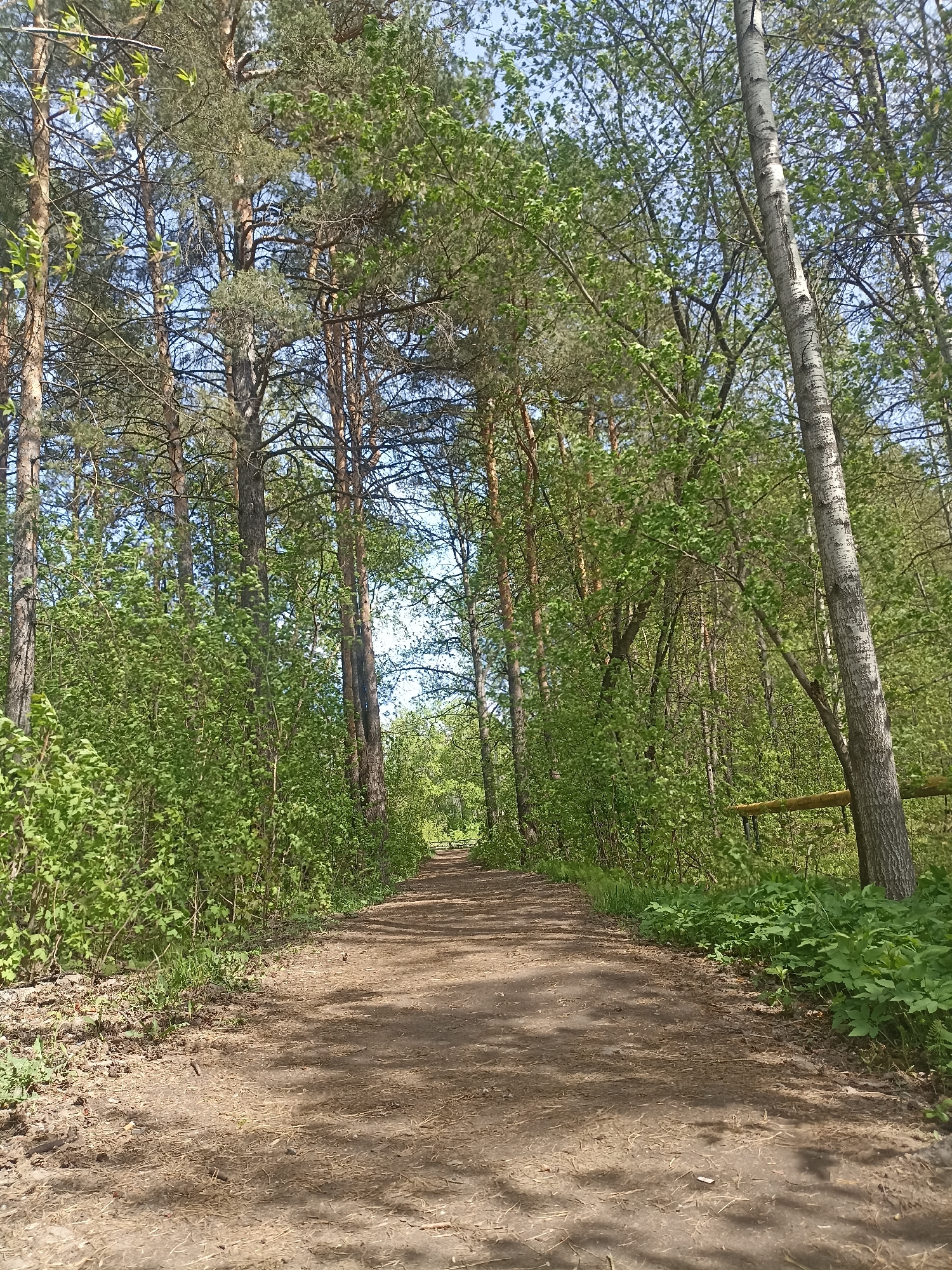 A ground-level, eye-level shot captures a dirt path leading through a dense forest. Tall trees line either side of the path, with a mixture of evergreen and deciduous varieties. The sunlight filters through the canopy above, dappling the path with patches of light and shadow. The undergrowth consists of lush green vegetation, adding to the thickness of the forest. The scene is set in a natural environment. No people are visible. The exact location within the city of Unknown, Unknown, cannot be determined from the image.