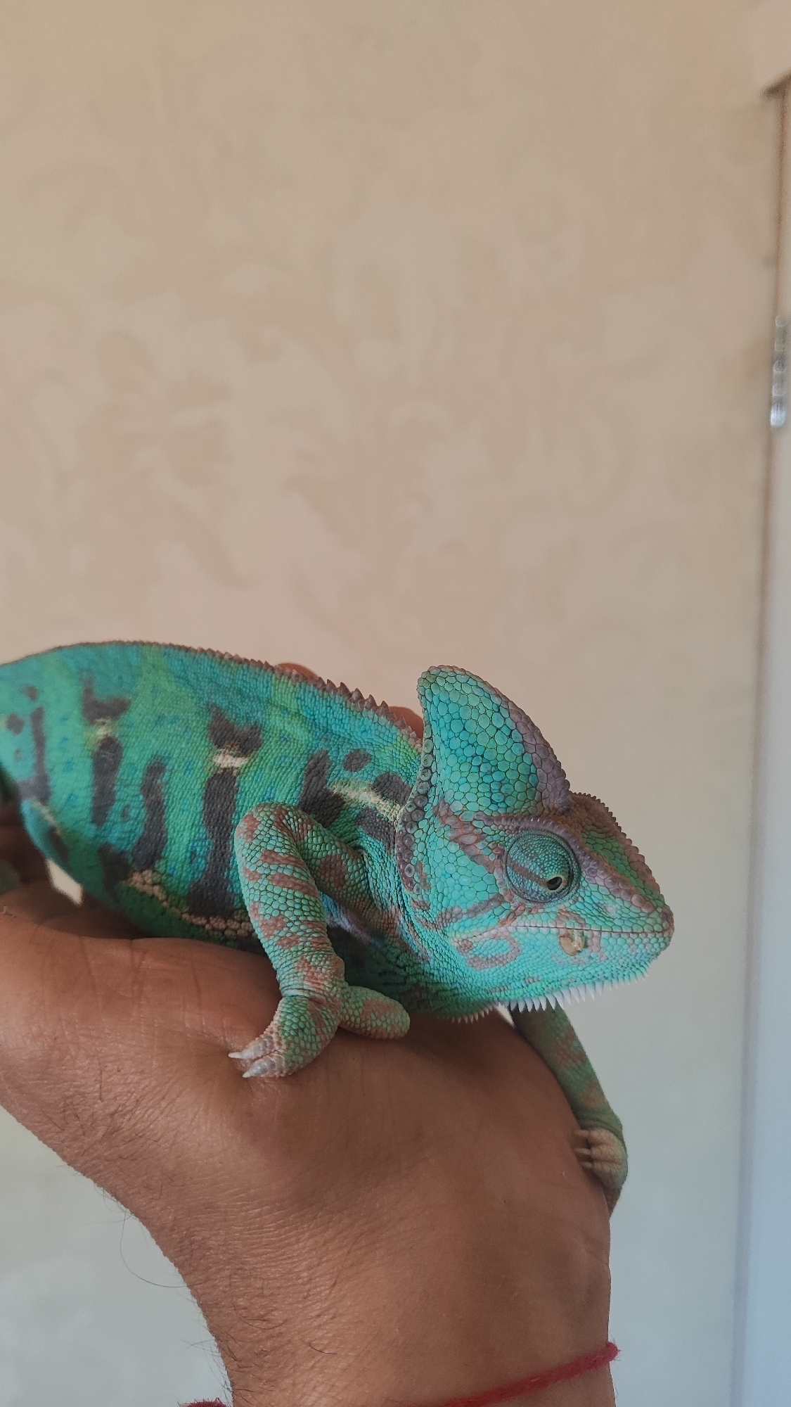 A veiled chameleon with vibrant turquoise and black markings rests on a person's hand. The chameleon's skin is covered in small scales, and it has a prominent crest on its head. Its eyes are large and independently mobile, with one eye looking forward and the other looking slightly upward. The chameleon's feet are gripping the hand with its characteristic zygodactylous toes. The background is a plain, light-colored wall with a subtle textured pattern. The lighting suggests an indoor setting. There is no information available about the location of this image in the city of Sochi, Russia.
