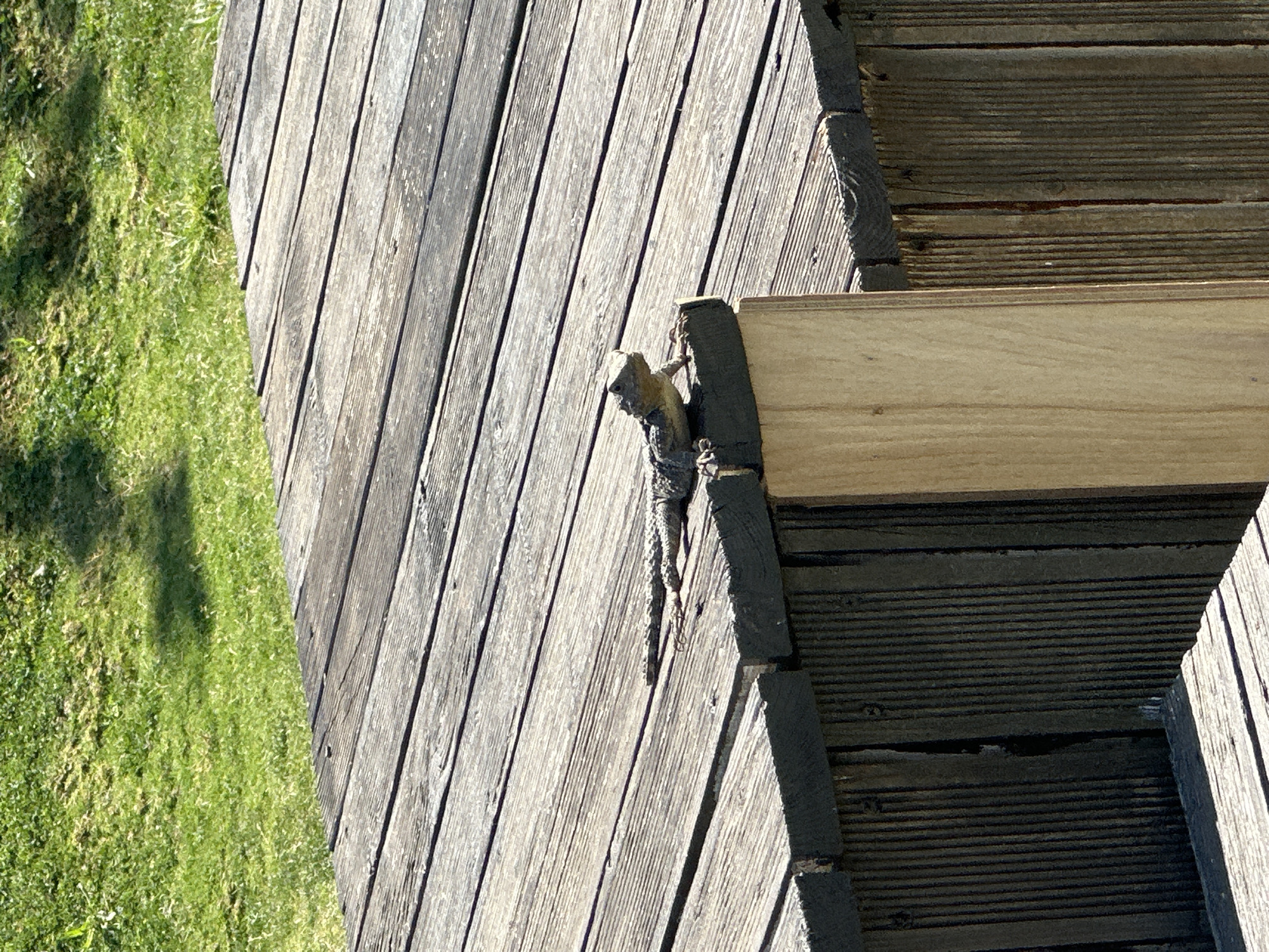 An eye-level, daylight outdoor shot shows a small lizard clinging to a wooden structure, set against a backdrop of green grass. The lizard, light brown with patterns, is positioned vertically, gripping the side of a darker, weathered wooden beam or post. Its head is visible at the top, facing left.
The wooden structure dominates the right and center of the frame. It appears to be a multi-part deck or pathway, with distinct sections. To the left of the lizard, the main section consists of weathered, light greyish-brown wooden planks running diagonally from the top left to the bottom right. To the right of the lizard, there's a darker, solid wooden beam, and further right and below, another section of wooden planks running horizontally, partially in shadow. A lighter, unstained wooden beam runs horizontally across the bottom right, creating a layered effect.
The left side of the image features a vibrant green grassy area, which meets the wooden structure diagonally. Strong, clear sunlight illuminates the scene, casting distinct shadows from the wooden structures onto the grass and across the wooden surfaces, indicating a bright, clear day. The textures of the weathered wood and the lush grass are clearly visible. There is no visible text. The setting suggests a warm, outdoor environment, possibly a garden or patio area in a location like Fethiye, Turkey.