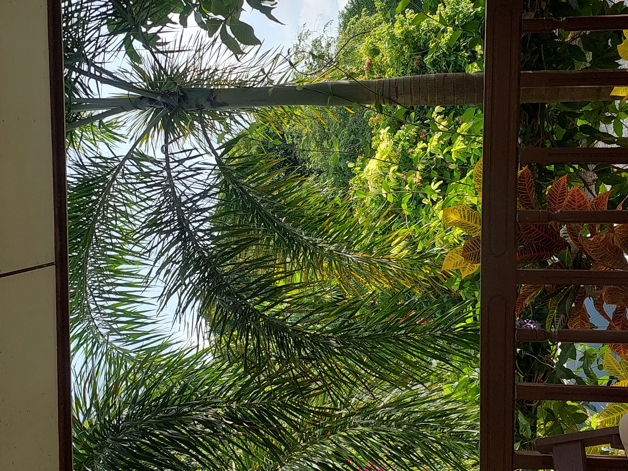This image depicts a lush, green outdoor scene viewed from a covered veranda. In the foreground, a dark brown wooden railing with decorative carvings runs horizontally across the bottom half of the frame, obscuring the view of plants below. Behind the railing, the scene opens up to a dense jungle-like environment.
Dominating the midground are several large palm trees with their characteristic fronds extending outwards. The fronds are a vibrant green, with some showing hints of yellowing, suggesting they are mature or beginning to age. The trunks of the palm trees are visible, with one prominent trunk in the right half of the image, showing a segmented texture.
Further in the background, a dense canopy of various green foliage forms a wall of vegetation. Some smaller plants with brightly colored leaves, featuring yellow and red patterns, are visible interspersed with the green. Small red flowers can also be seen scattered throughout the foliage.
The sky is a pale blue with some white clouds, visible through the gaps in the palm fronds and foliage. The lighting suggests it is daytime, likely mid-morning or afternoon, with sunlight filtering through the leaves and creating highlights. The overall impression is of a tropical, natural environment. The provided context indicates this scene is located in Baan Mae Nam, Thailand, which is consistent with the tropical vegetation depicted. There are no people or animals visible in the image.