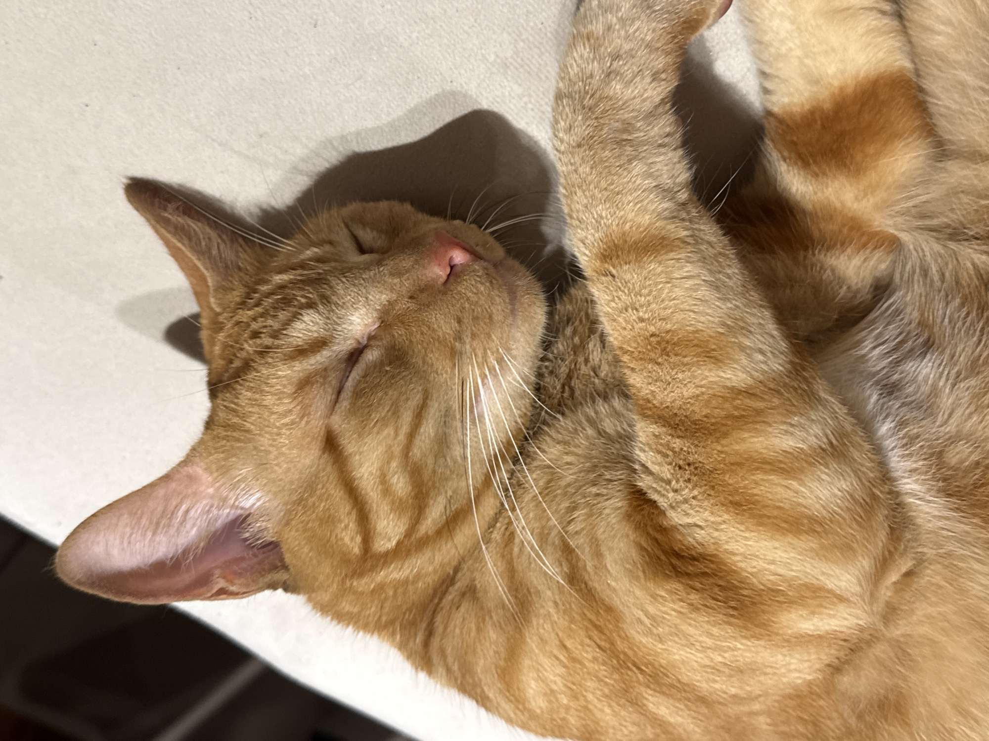 A close-up shot depicts a sleeping orange tabby cat. The cat is lying on a light-colored surface, possibly a table or bed. The cat's head is in the left side of the image, with its face angled towards the camera. Its eyes are closed, and its whiskers are visible. The cat's right front paw is resting close to its head. The fur is patterned with darker orange stripes. A shadow is visible near the head of the cat. The background appears to be a simple, plain surface. There is no evidence in the image to suggest the location is Armação Dos Búzios, Brazil.