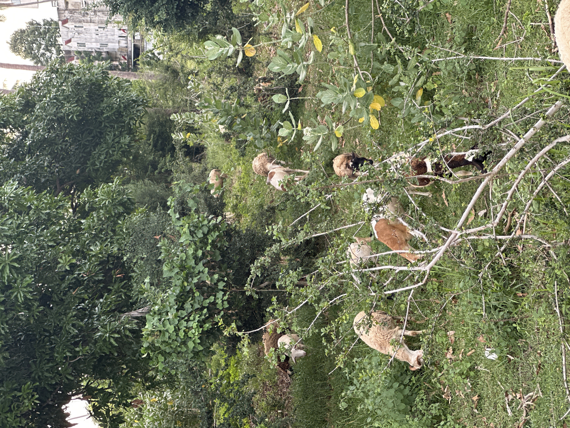 The image depicts a flock of sheep grazing in a lush, green, overgrown area, likely a field or pasture, in Baan Mae Nam, Thailand. The sheep, varying in shades of white, brown, and black, are scattered amongst dense vegetation and thin branches. Some sheep are lying down, while others are actively grazing on the grass and leaves.
In the background, a portion of a weathered, multi-story building with red accents is visible, partially obscured by trees. The building's architecture suggests a potentially urban or semi-urban setting within the rural landscape. The scene is filled with abundant foliage, including trees with dark green leaves and smaller plants with lighter green and yellow leaves, indicating a natural environment. The sunlight filtering through the leaves suggests it is daytime, possibly late morning or early afternoon. The overall impression is one of natural tranquility, with the sheep peacefully coexisting within their surroundings. There is no visible text in the image.