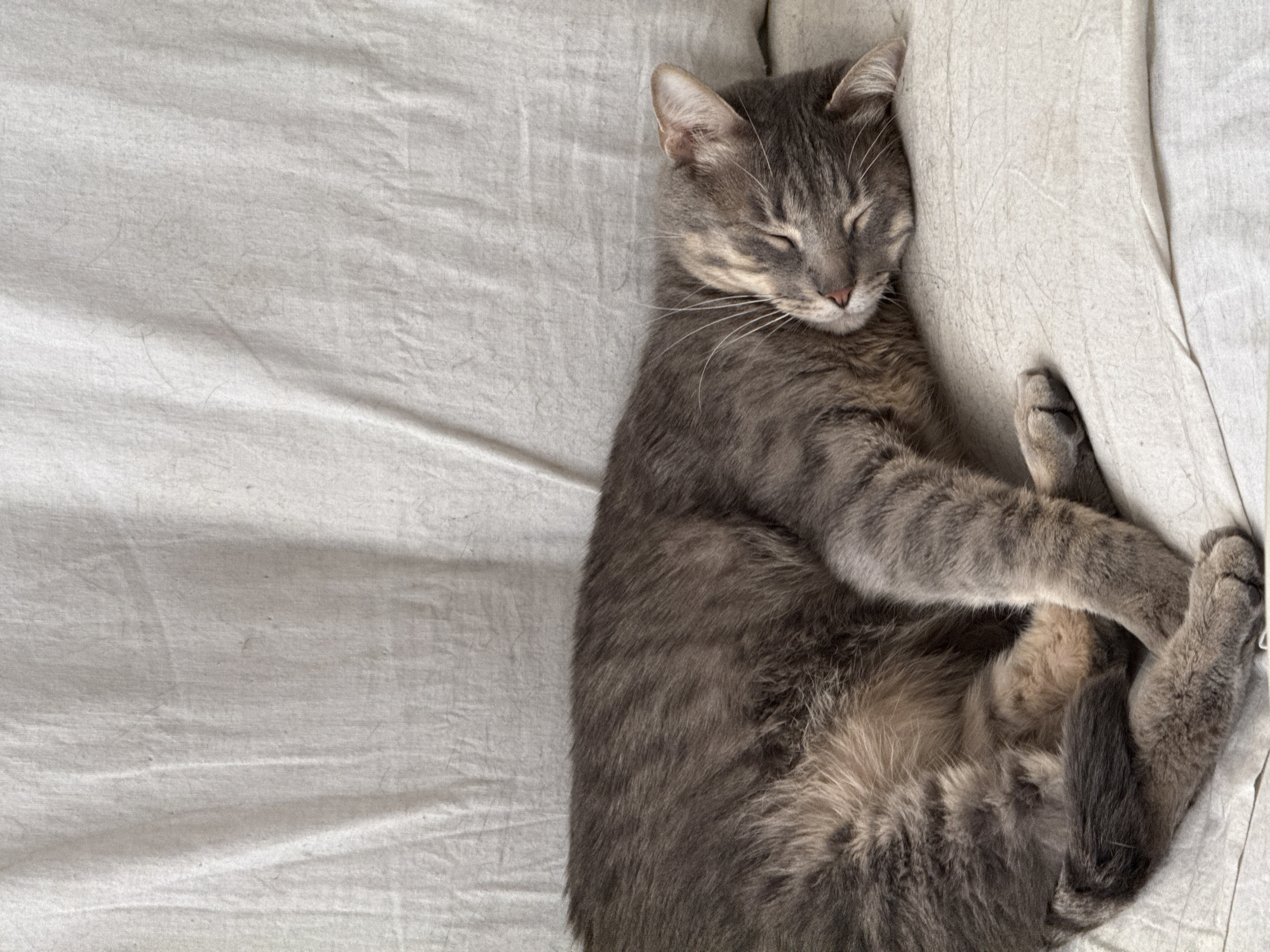 A gray tabby cat is asleep on a white sheet or blanket. The cat is lying on its side, with its front paws crossed and tucked under its body. Its eyes are closed and its head is resting against a slightly raised area of the blanket. The left side of the image shows the plain sheet, while the right side is mostly occupied by the cat. There is no evidence to suggest the location is Puebla, Mexico.