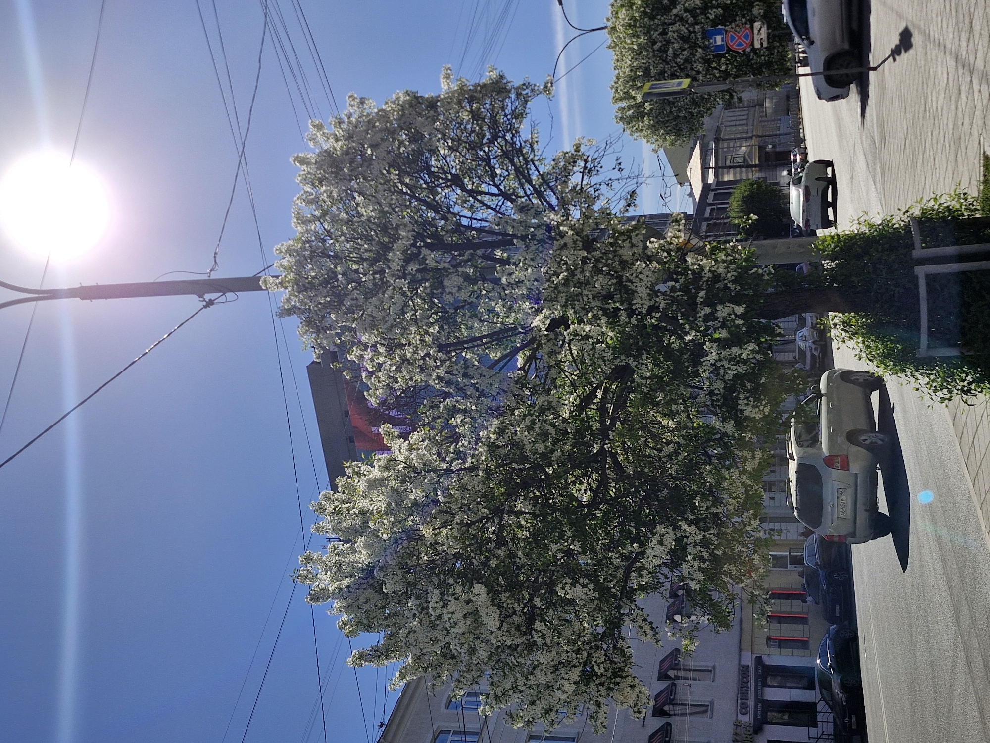 The image shows a street scene in Yekaterinburg, Russia, on a sunny day. A large flowering tree dominates the center, its white blossoms contrasting with the clear blue sky. Power lines crisscross the upper portion of the image. Buildings are visible behind the tree, including a multi-story structure with windows. The street has parked cars and a paved sidewalk. Signage with Cyrillic characters is apparent on the buildings. The sun is positioned in the upper left corner, casting a bright glare. The angle of the shot suggests it was taken from a low vantage point, potentially street level.