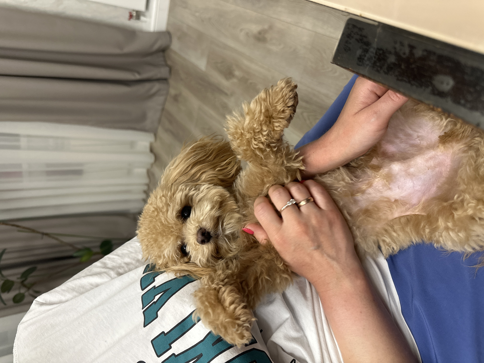 A medium-indoor shot depicts a golden doodle dog lying on its back on a person's lap. The dog's head is oriented to the left of the frame, looking towards the camera. The person is wearing a white t-shirt with green lettering, and blue pants. Their hands are positioned on the dog's belly and chest. The person is wearing two rings on their left hand. The background features a wood-look floor, grey curtains, and a corner of a light-colored cabinet. The location in the city of слобода Старая, Russia, is not discernible from the image.