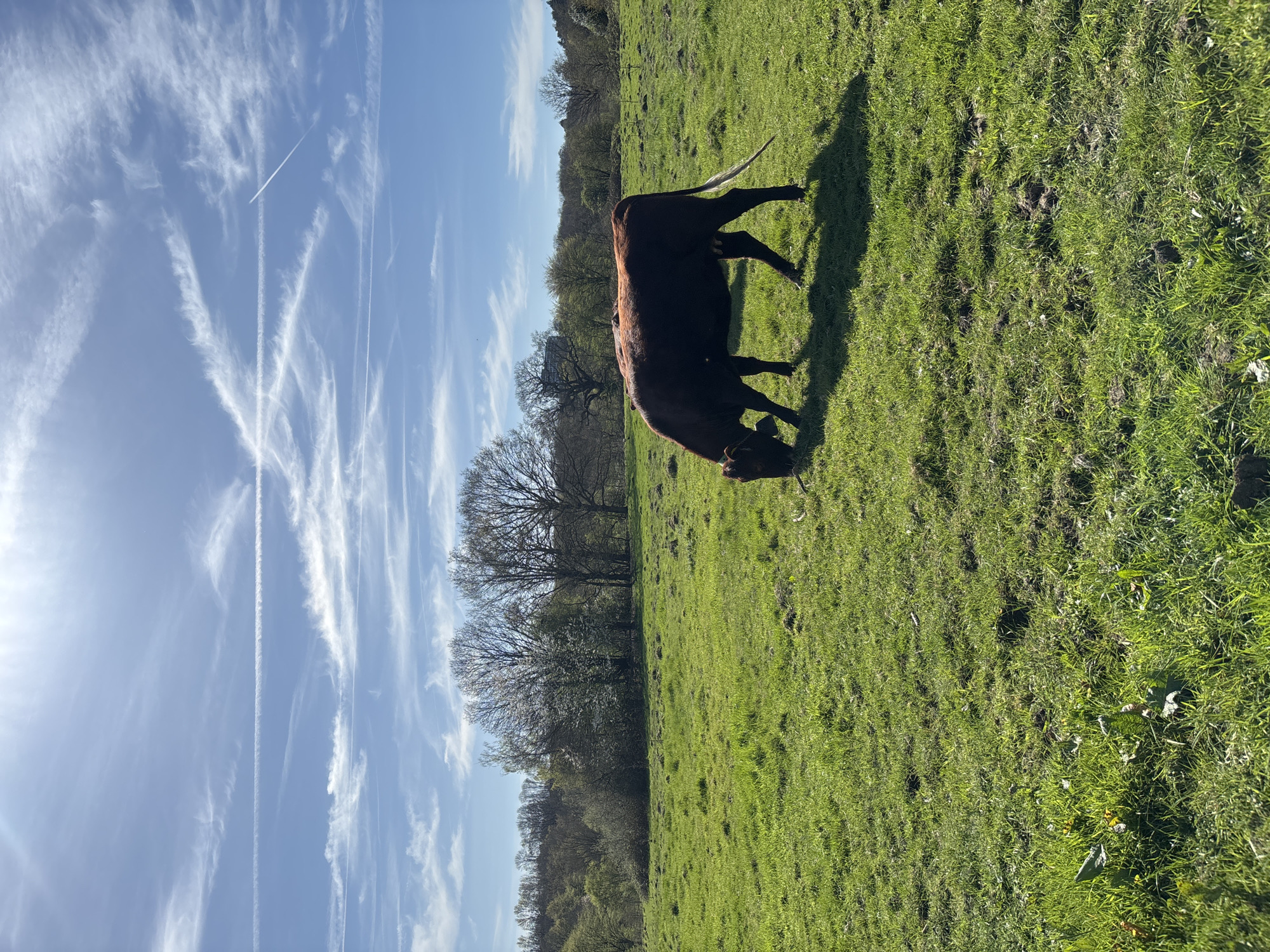 A sunny, outdoor scene depicts a brown cow grazing in a grassy field. The cow is casting a dark shadow to its right. The sky above is blue with many white contrails. A treeline is visible in the background. The image appears to be taken in a natural setting, not an urban environment, so a location in the city of London, United Kingdom is unlikely.