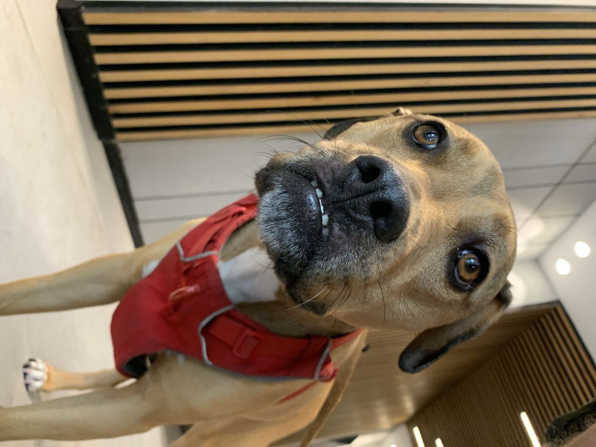 The image depicts a medium-sized, tan-colored dog wearing a red harness indoors. The dog is positioned close to the camera, with its head tilted, displaying its teeth and a curious expression. Its eyes are brown and reflective. The dog's fur appears short and smooth. The background consists of a ceiling with horizontal wooden slats and a glimpse of a white wall with recessed lighting. There is no indication of the location being in Tel-Aviv, Israel. No people are visible in the image.