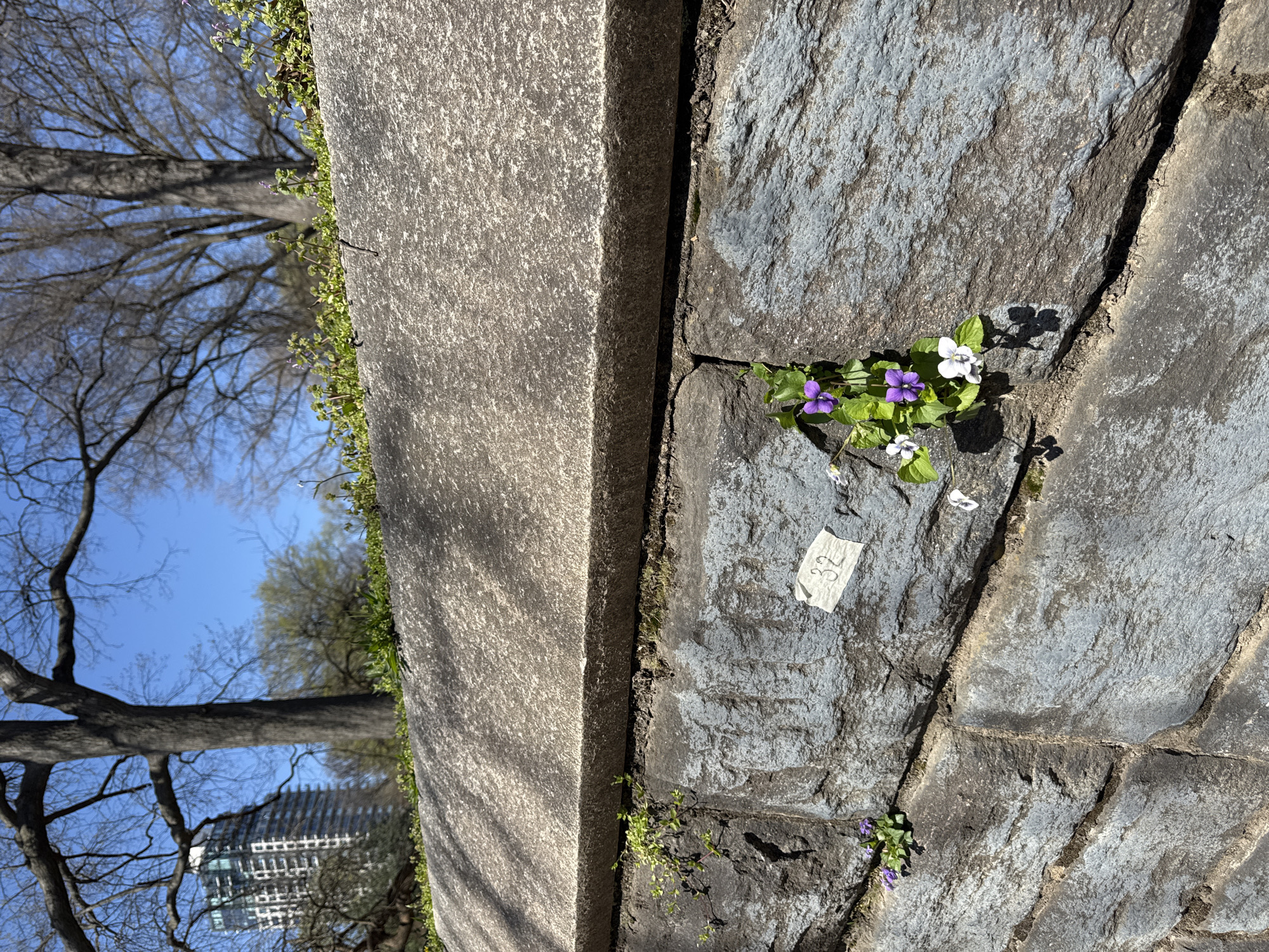 The image shows a close-up of a small patch of purple and white wildflowers growing between stone pavers and the edge of a concrete structure. A small white piece of paper with the number "32" written on it lies near the flowers. The background includes tree branches against a blue sky, and a tall building is partially visible. The location is in the city of New York, United States of America.