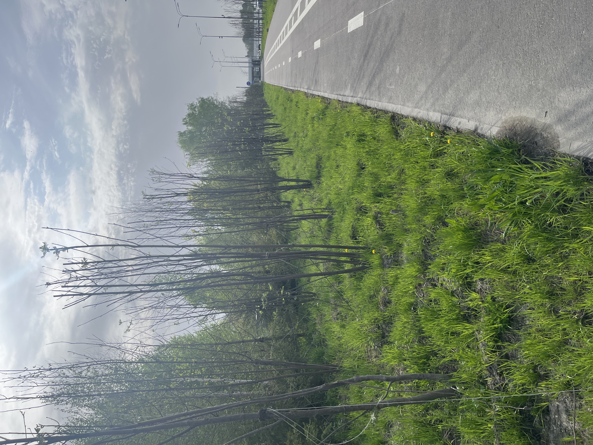 The image depicts a view of a road in Kazan, Russia. A gray asphalt road with white lane markings runs along the top right of the frame. Adjacent to the road is a strip of green grass, interspersed with small, sparse trees with bare branches. The background features a cloudy sky and distant street lights.