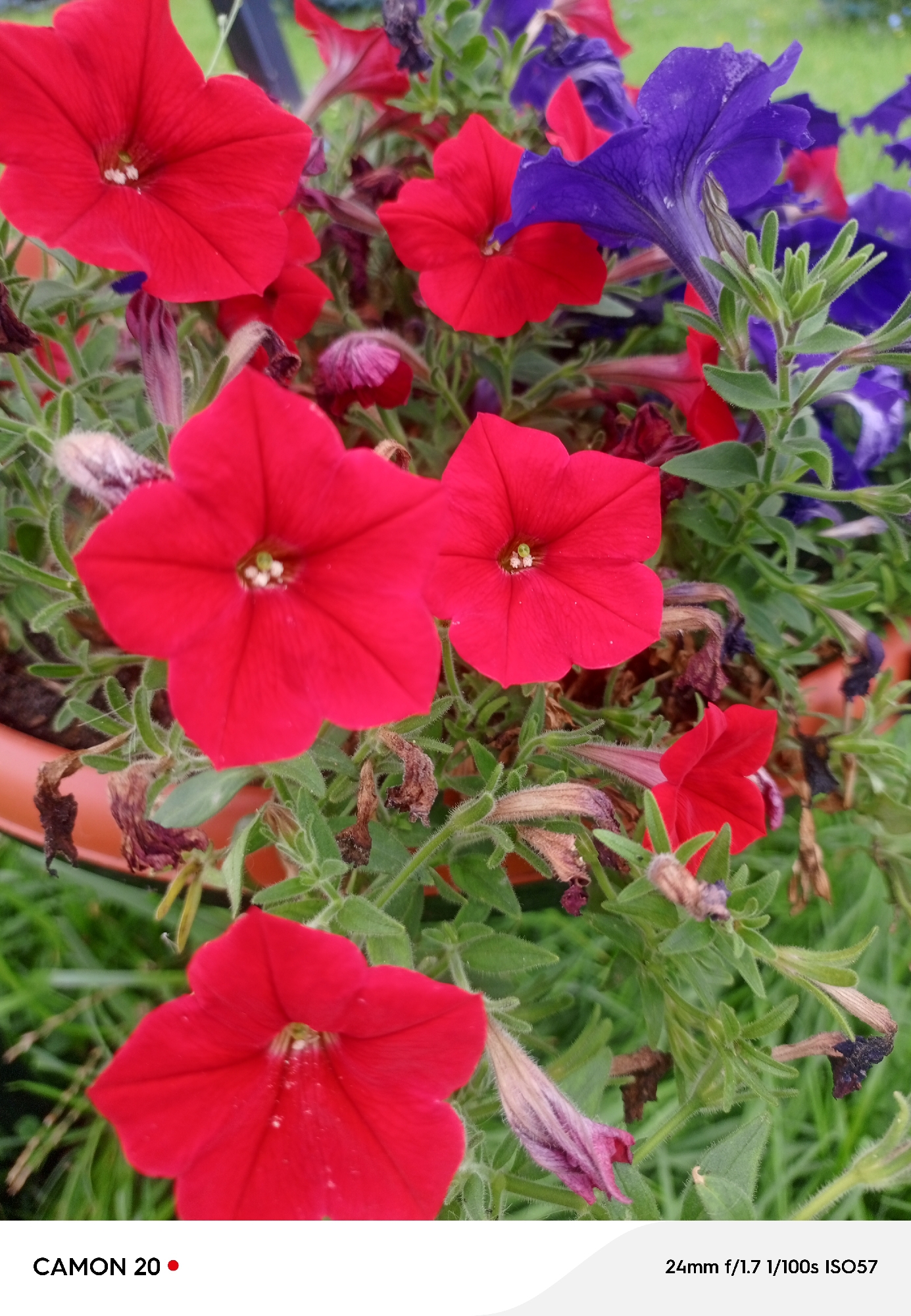 A close-up, slightly angled shot showcases a cluster of petunia flowers in varying stages of bloom and decay. The foreground is dominated by three vibrant red petunias, their velvety petals unfurling in full glory. One is positioned at the bottom center, another slightly to the left and above it, and a third partially visible at the upper left. Between these red blooms, hints of faded purple petunias peek through, adding a contrasting hue to the scene. The plants are lush with green foliage, interspersed with dried, brown leaves and withered flower buds, suggesting the natural cycle of growth and decline. The background is a soft blur of green, indicating a natural outdoor setting. The lower portion of the image features a curved orange rim, possibly the edge of a planter or pot, and some green grass. The bottom edge of the image has a white overlay containing text indicating "CAMON 20" and "24mm f/1.7 1/100s ISO57". The image does not contain any people or specific identifiable landmarks related to the city of Mozhga, Russia.