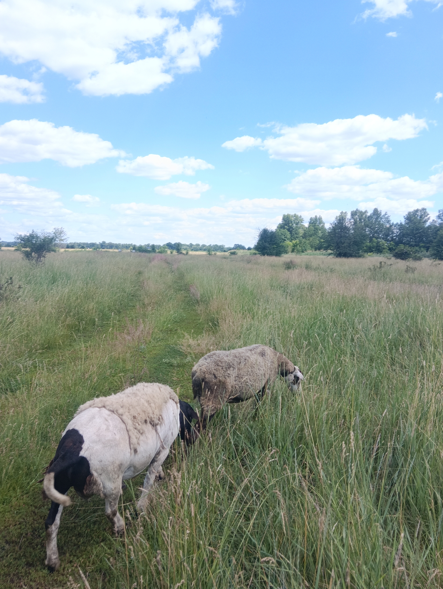 Two sheep are grazing in a tall, grassy field with a dirt path leading into the distance. The sheep are a mix of white and black markings, and they are facing away from the camera. The sky is blue with scattered white clouds. In the background, there are trees and a line of vegetation. The scene appears to be in a rural or natural setting.