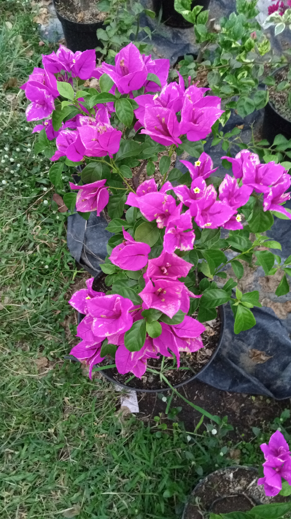 The image shows a close-up, high-angle view of several bright pink bougainvillea flowers in a pot. The flowers are in various stages of bloom, with some fully open and others still budded. The leaves are a vibrant green, and some of the petals have white variegation. The pot is black plastic and sits on the ground, which is covered in green grass and some dry leaves. In the background, there are other potted plants and dark plastic sheeting. The scene appears to be outdoors, possibly in a garden or nursery. The location is identified as Uteunreutoh, Indonesia. There are no people or animals visible in the image.