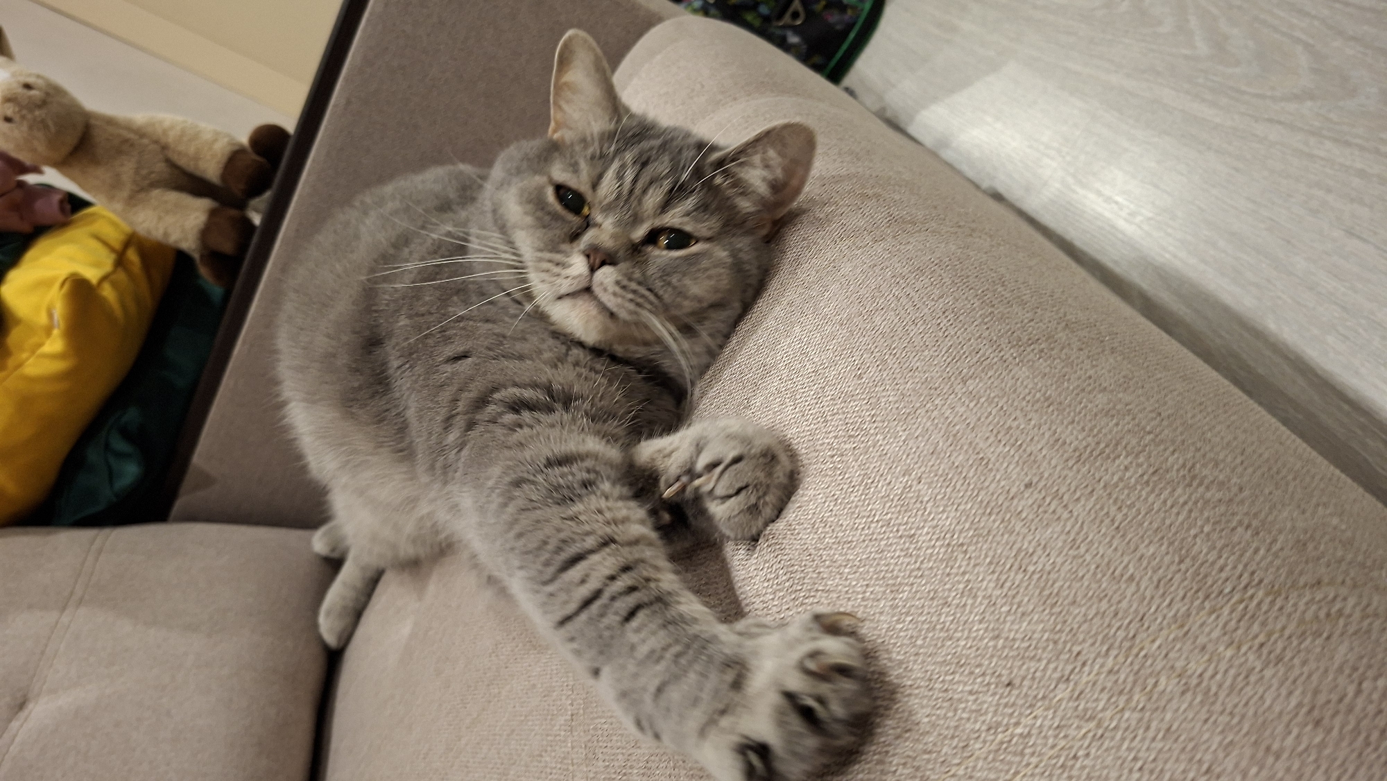 A gray tabby cat is lounging on a beige upholstered couch. The cat is positioned on the right side of the frame, extending its front paw towards the lower right corner. A collection of items, including a stuffed toy and yellow and green pillow, are visible on the couch behind the cat. The location is assumed to be Chaikovsky, Russia, based on the user's prompt. The background includes a light-colored wooden floor and a dark-colored object.
