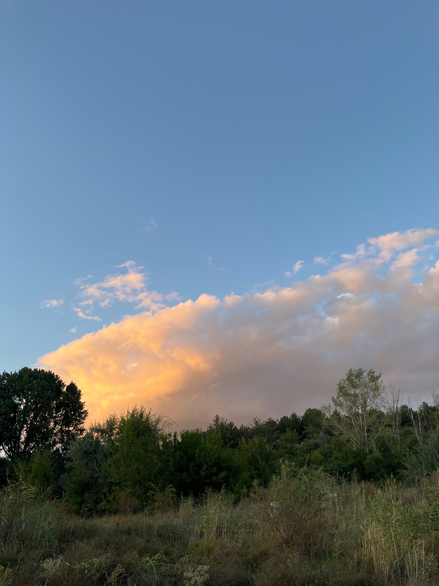 The image captures a landscape scene, likely at dusk, with a large swath of clouds illuminated by the setting sun. The sky above is a clear, pale blue. Below the sky, a dense line of trees and vegetation forms a natural horizon. The foreground consists of overgrown grass and dry reeds, suggesting a somewhat wild or undeveloped area. There are no people or man-made structures clearly visible in the image. The overall impression is one of natural tranquility. This scene could be located in the vicinity of Korzhevo, Moldova, given the context.