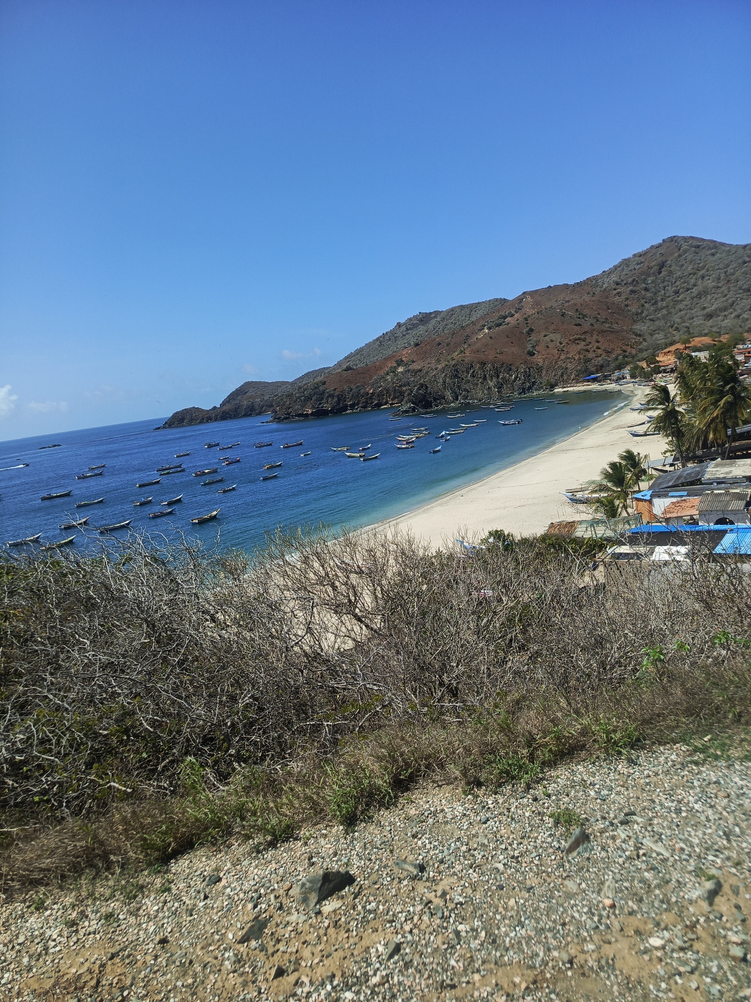 The image depicts a coastal scene with a bay filled with numerous small boats. A white sandy beach lines the shore, backed by arid, brown hills dotted with sparse vegetation. Several palm trees stand along the edge of the beach, near a collection of buildings with colorful roofs, suggesting a small settlement or village. The sky is clear and blue, indicating fair weather. The foreground is dominated by dry, thorny bushes and a gravelly slope. The scene is likely located in Manzanillo, Venezuela, a coastal town known for its beaches and fishing activities. There are no people visible in the image.
