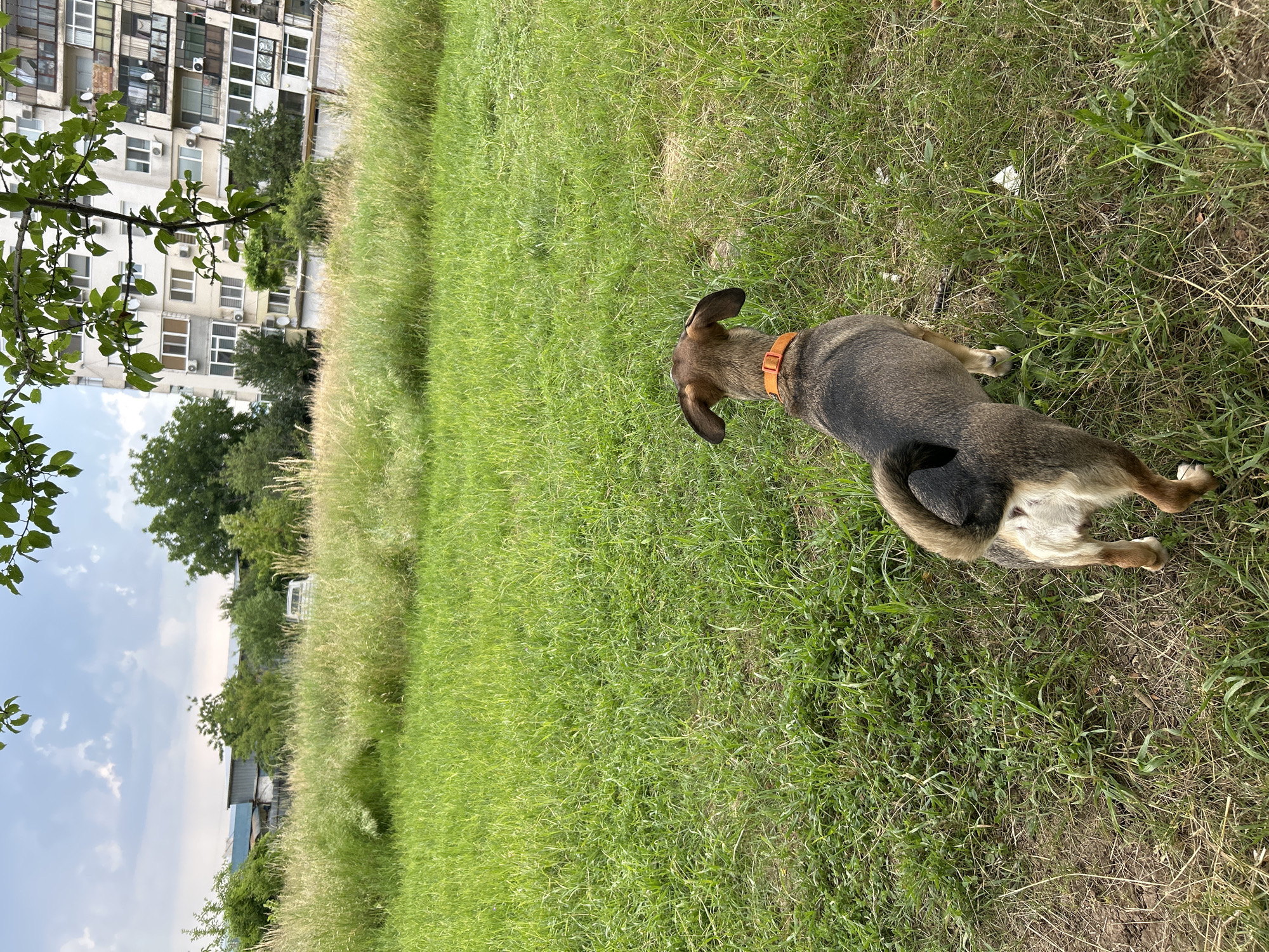 A medium-sized dog with brown and black fur and an orange collar is standing in a grassy area, facing away from the camera. Behind the dog, there is a field of tall grass, followed by trees and a multi-story building in the background. The sky is partly cloudy.