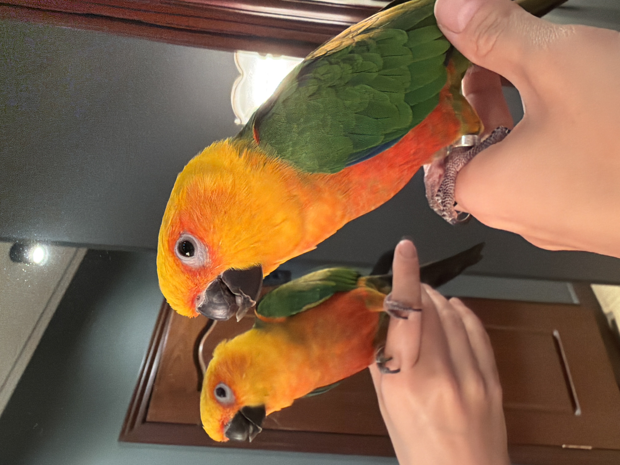 Two sun conure parrots are shown. The parrot on the right is in the foreground, facing right, with its head tilted towards the left. Its body is mostly orange and yellow, with green wings and a reddish-orange breast. The parrot on the left is in the background, reflected in a mirror, and is facing left. It is perched on a person's hand, which is visible in the lower left corner of the image. The parrot on the right is also perched on a person's hand, which is visible in the lower right corner of the image. The background appears to be a room with a door and a mirror. There is a light fixture visible in the upper left corner of the image, reflecting in the mirror. The overall lighting is dim, with the main light source appearing to be coming from the right side of the frame. The image quality is slightly blurred. The scene is not identifiable as being located in Khimki, Russia.