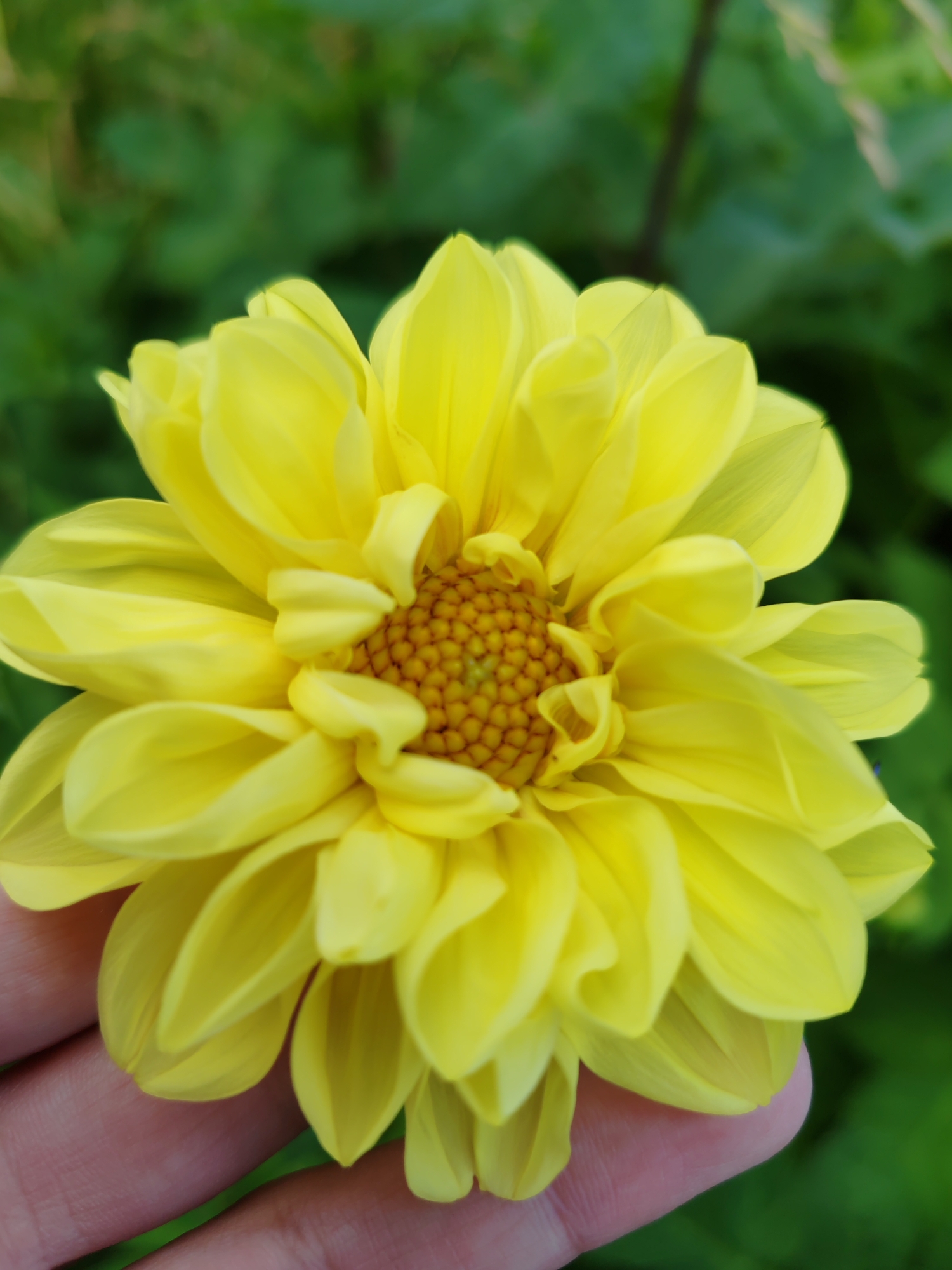 A close-up, eye-level shot shows a person's hand supporting a bright yellow dahlia flower. The flower's many petals are tightly layered and curve outwards from a central, textured yellow disc. The background is a soft blur of green foliage, suggesting an outdoor setting, possibly in a garden. The lighting appears to be natural daylight. The image does not provide any specific clues about its location within the city of Чухлэм, Russia.