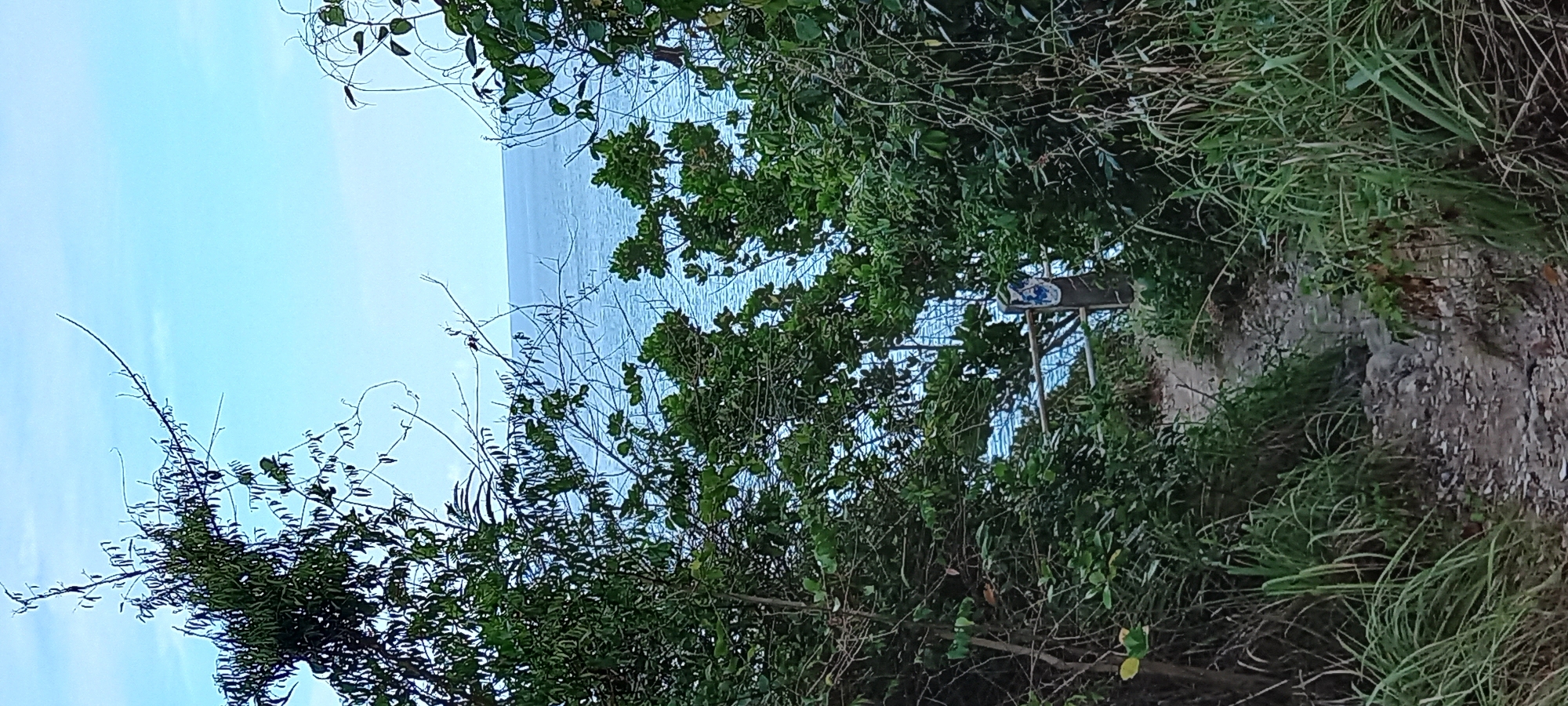 The scene captures a partial view of the sea through a dense thicket of trees and vegetation in Baan Wang Ta Kien, Thailand. The water appears calm and flat, with the horizon barely visible. The foreground consists of a variety of green foliage, including trees, shrubs, and grasses. A sign on a post, obscured by the greenery, is also visible. The overall setting suggests a natural, somewhat overgrown coastal environment. The photo is oriented vertically, with the sky situated to the left and the land to the right.