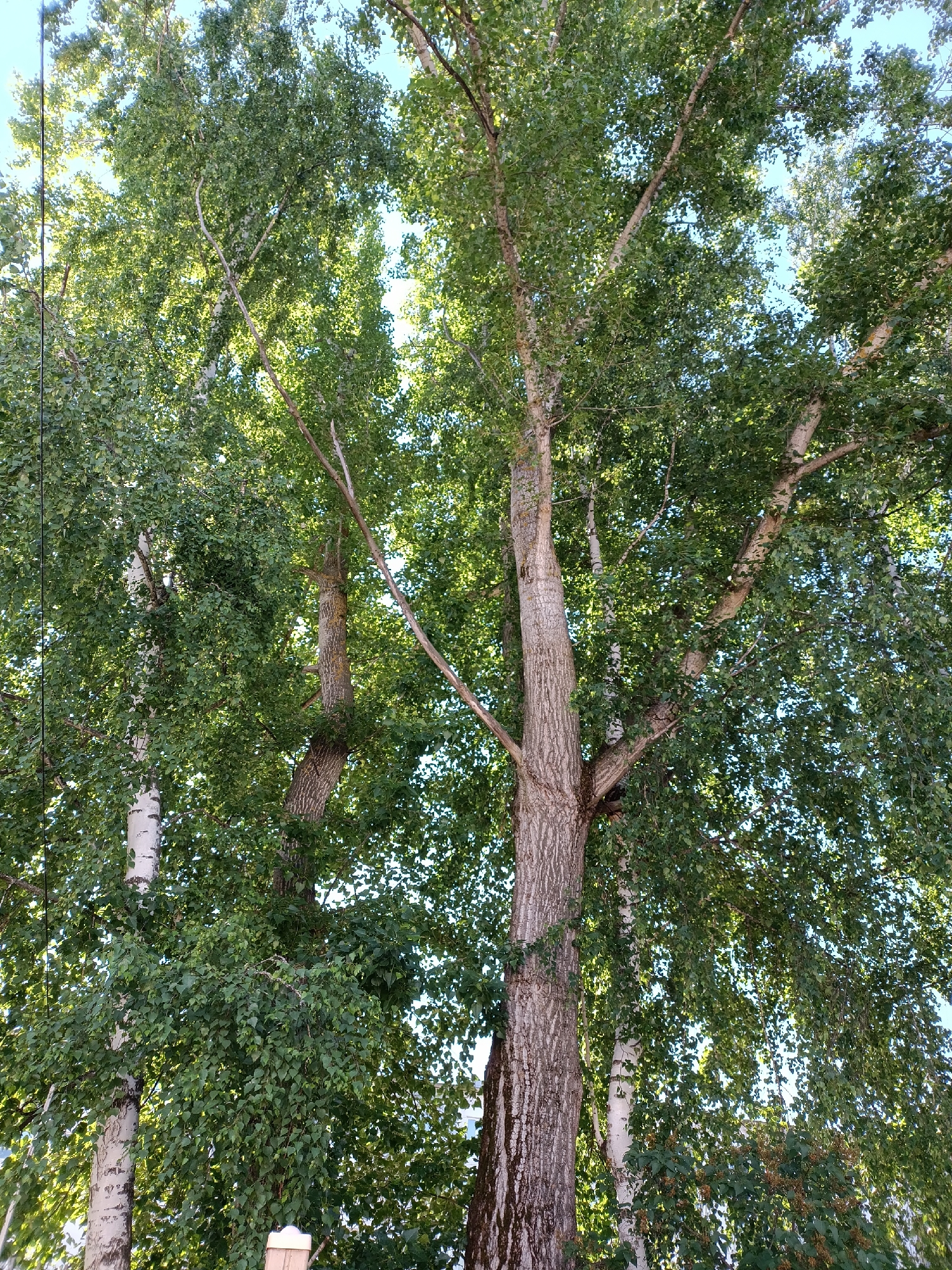 The image shows a low-angle view of several tall trees with green foliage against a bright blue sky. The trees are a mix of deciduous types, with one prominent tree on the right having thick, textured bark and spreading branches. To the left, a slender tree with white, peeling bark, characteristic of birch trees, is visible. The sunlight filters through the leaves, creating dappled patterns. In the lower portion of the image, a light-colored wooden post with a decorative white cap is partially visible, suggesting a park or natural area. The scene is devoid of people or any discernible human activity. The environment appears to be a natural setting, possibly a park or forest edge, within the city of Chaikovsky, Russia.