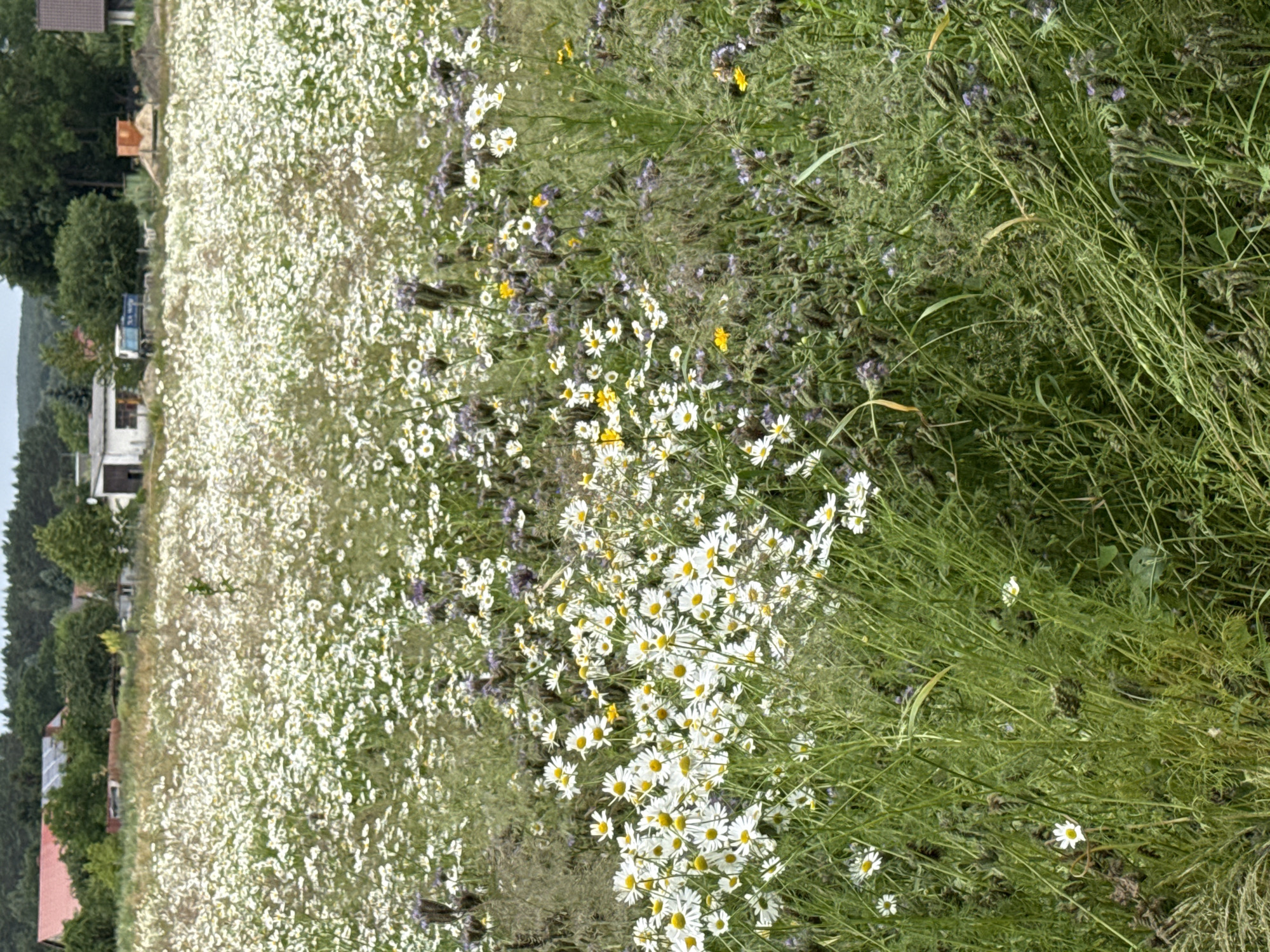 The image shows a field of white daisies and other wildflowers in bloom, with some purple phacelia flowers also visible. The field is located in the city of Kołczewo, Poland, in the vicinity of houses and trees, suggesting a rural or semi-rural setting. The foreground is dominated by tall green grass and more densely packed wildflowers. In the background, several buildings are visible, including one with a red roof, and a truck. The sky is overcast. There are no people or animals present in the image.