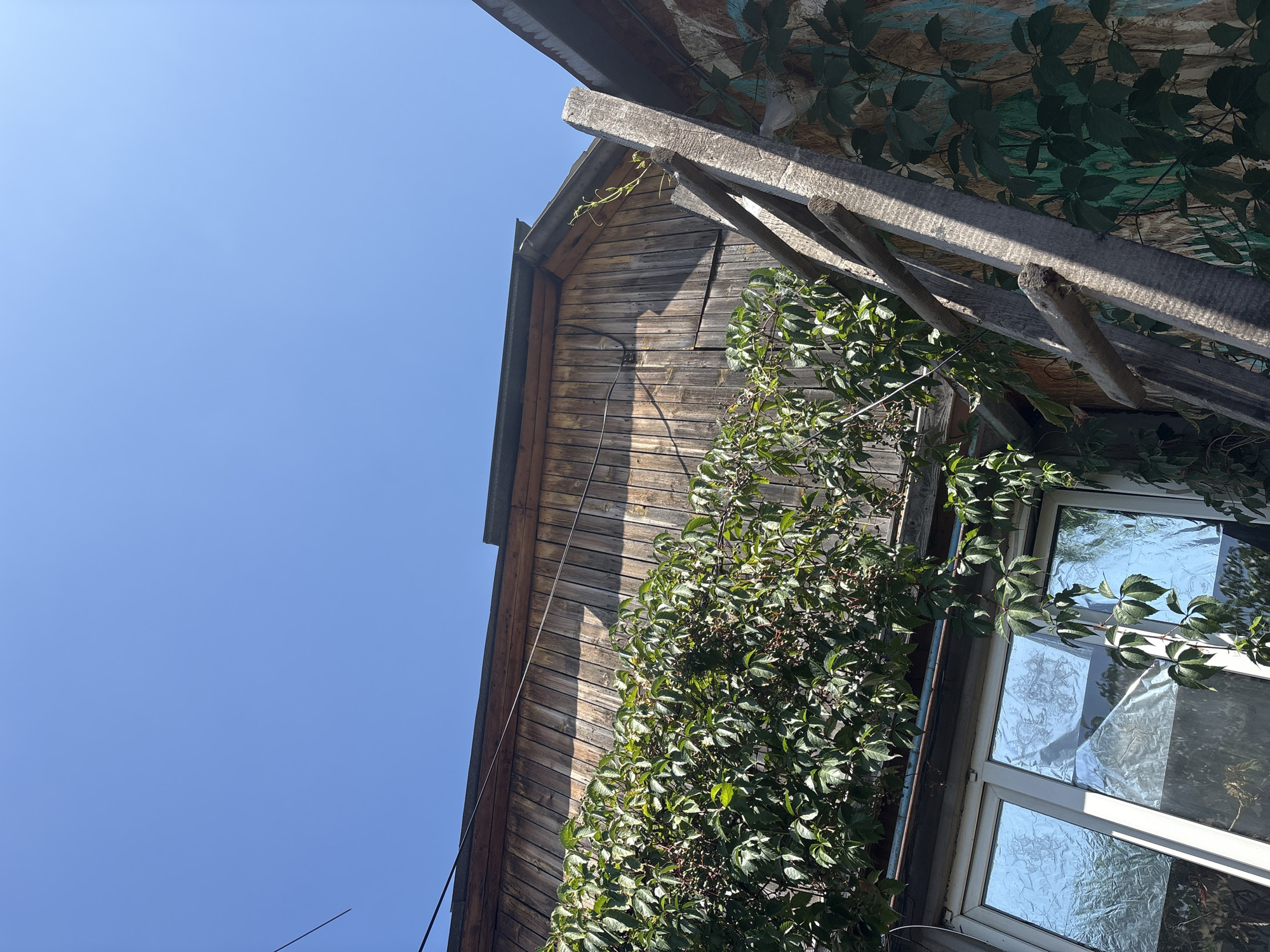 The image is a low-angle shot of a wooden structure and a ladder outdoors under a clear blue sky. The wooden structure appears to be a building, possibly a shed or part of a house, with vertical planks. A dense vine with green leaves and dark berries covers the lower portion of the building and a window. The window has reflective glass that shows a distorted blue sky. A weathered wooden ladder is leaning against the side of the structure. The overall scene suggests a rustic, outdoor environment. There are no people or animals visible in the image. The image does not contain any specific landmarks or indicators that would allow for its precise location within Almaty, Kazakhstan to be determined.