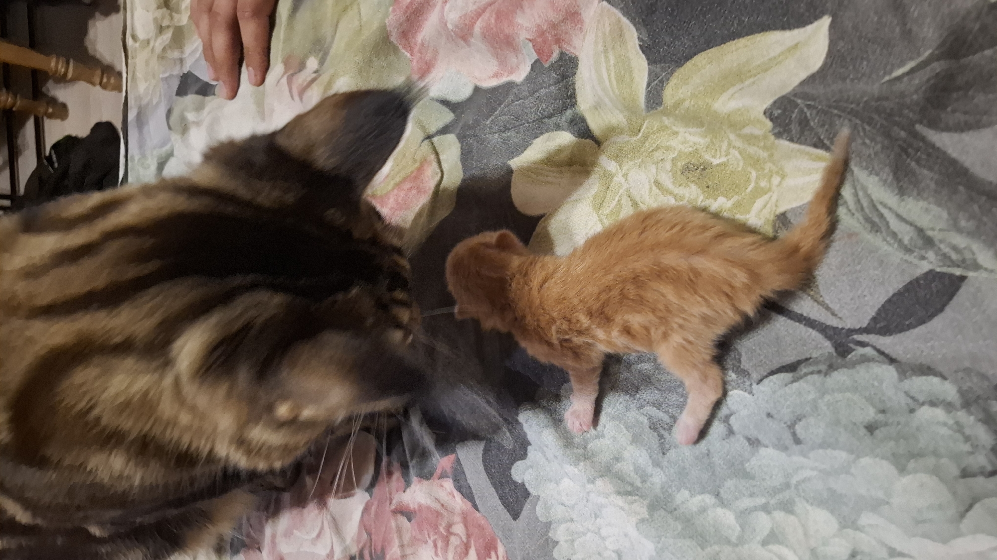A high-angle shot shows a tabby cat facing an orange kitten on a floral-patterned bedspread. A human hand is visible in the upper portion of the image. The location is not discernible from the image.