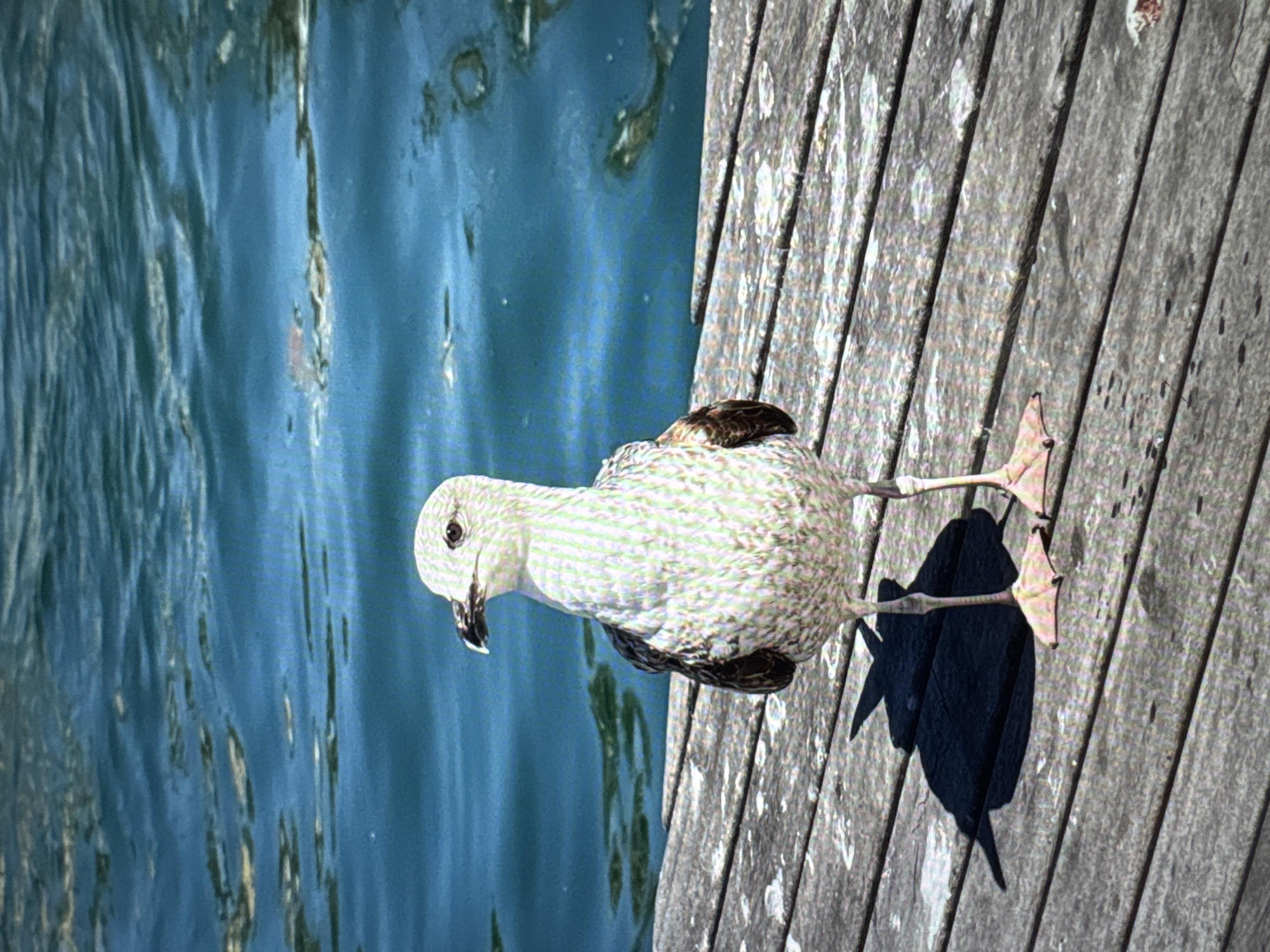 A young seagull stands on a wooden dock, its shadow cast behind it. The water behind the bird is a deep blue with ripples. The dock is made of weathered planks. The scene is set in a city, though the specific location in Porrentruy, Switzerland is not visible in the image. The lighting suggests it is daytime.