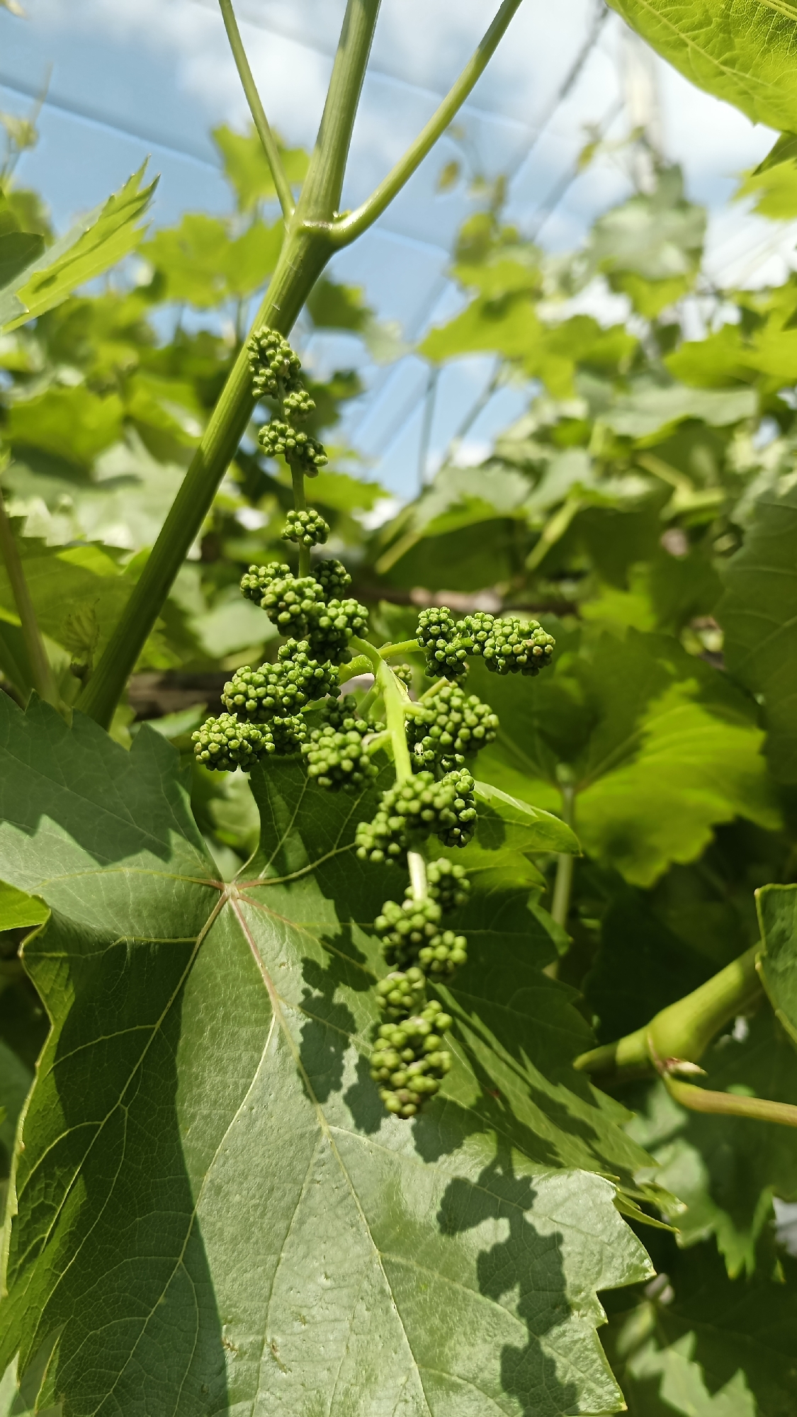 A close-up, outdoor, full-shot depicts an emerging grape cluster among foliage, likely in Muzga, Bulgaria, although this cannot be definitively verified from the visual information alone. The focus is on a small, green grape cluster, still in early development, hanging from a green vine amidst several large green leaves. The leaves show prominent veins and textures, with some being partially obscured by the grape cluster. The lighting suggests a bright, sunny day, casting shadows on the leaves. In the background, other leaves and a partial view of the sky and a blurry structure possibly a greenhouse, contribute to the natural setting. No people are present in the frame. The primary action is the growth of the grape cluster within its environment. The interactions are those of plant development and sunlight. The environment is dominated by greenery and natural light.