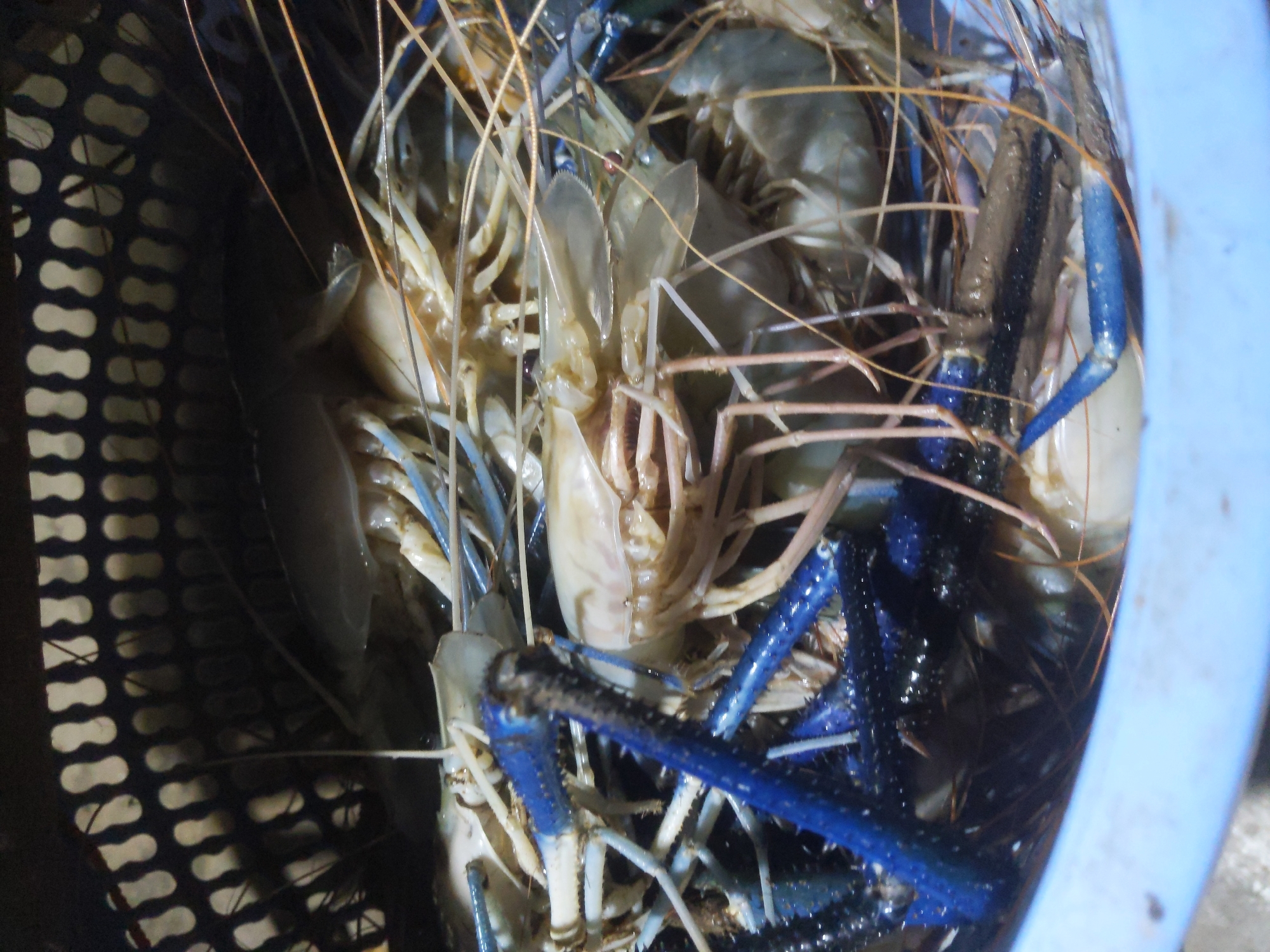 A close-up, overhead shot shows a collection of large, pale-bodied freshwater prawns with vibrant blue claws and antennae. The prawns are piled together in a dark, perforated basket, which is partially submerged in a light blue plastic tub. The basket appears to be woven with a dark material, creating an intricate pattern of holes through which glimpses of the prawns and their surroundings can be seen. Some prawns are partially obscured by others, creating a dense and textured composition. The lighting is dim, casting shadows and highlighting the glistening surfaces of the prawns. The background is dark, with the texture of the basket and some hints of the surrounding environment visible. The overall impression is one of a fresh catch of seafood, likely prepared for cooking or sale. The image was taken in Cibrek, Indonesia.