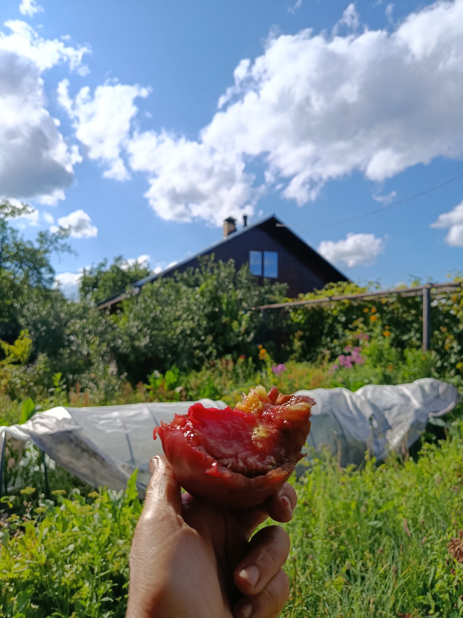 An individual's hand holds a partially eaten, ripe red tomato in the foreground. The hand is skin-toned with visible fingernails. The tomato is moist and glistening, revealing its inner pulp and seeds. In the background, a blurred scene depicts a green, overgrown garden with lush vegetation. A dark-colored house with a pitched roof and a chimney is visible beyond the garden, under a bright blue sky dotted with fluffy white clouds. A white plastic sheeting, possibly covering plants or a garden structure, is partially visible in the middle ground. The overall setting appears to be a rural or suburban backyard in Verenya, Russia, during daytime with good weather.