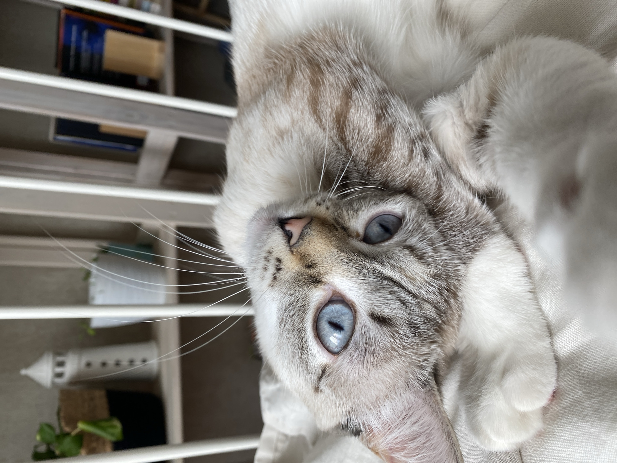 A close-up, slightly tilted, eye-level shot features a light-colored cat with blue eyes. The cat's face is predominantly white and grey, with visible tabby markings. A pink nose and long, white whiskers are also noticeable. The cat's paws are white and appear to be resting on a light-colored fabric surface. The background is partially visible and consists of a white shelving unit with various objects, including books and a decorative lighthouse. The location, Yekaterinburg, Russia, is not discernible from the image content.