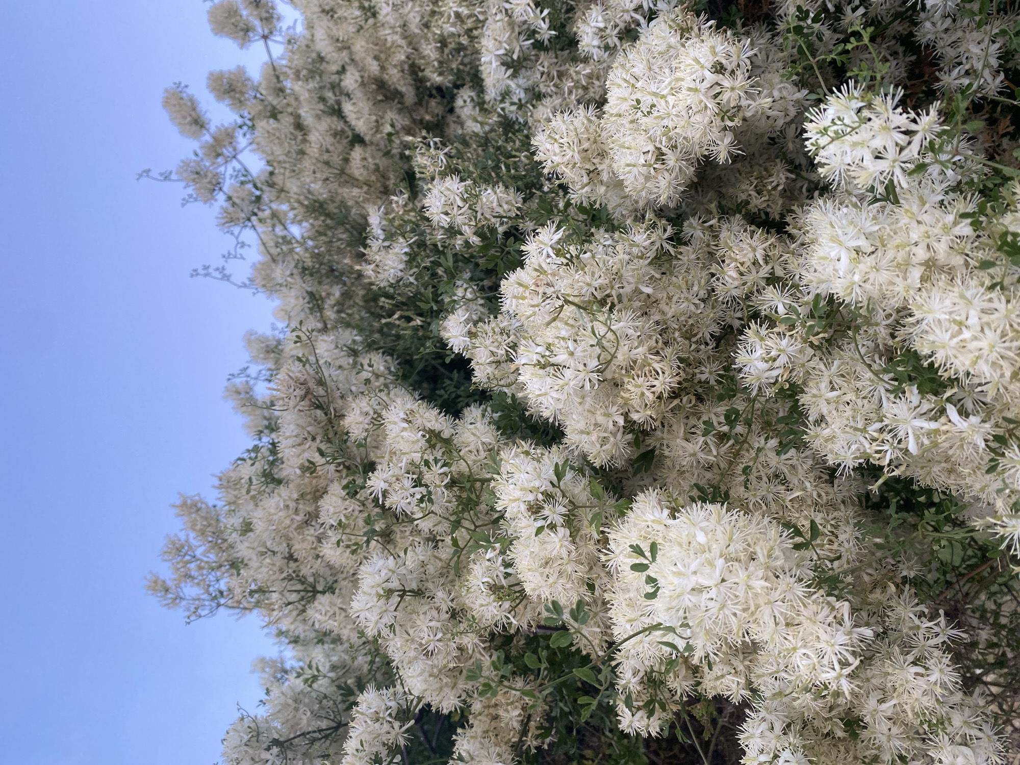 A low-angle medium shot captures a dense cluster of small, white flowers blooming on a bush against a clear blue sky in Šušanj, Montenegro. The flowers are star-shaped with delicate, pointed petals and are densely packed on thin stems, creating a fluffy appearance. Some green leaves are visible interspersed among the blossoms. The sky occupies the upper portion of the frame, fading to a lighter blue near the horizon. The lighting suggests it is daytime, possibly late afternoon, with soft, diffused light. No people or specific actions are depicted, focusing solely on the natural subject matter.