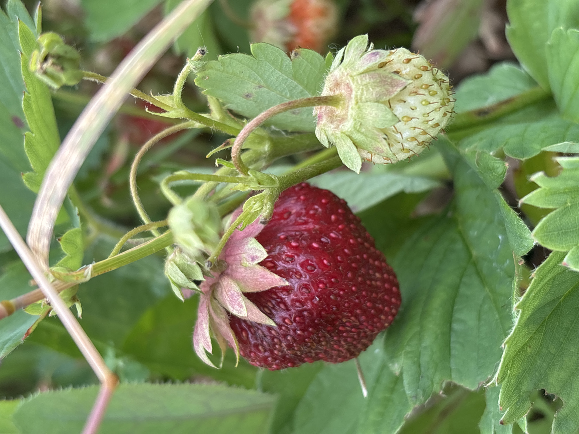 A ripe, dark red strawberry hangs from a green stem, its surface covered in small seeds. Above it, a pale green, unripe strawberry with visible seeds sits nestled amongst green leaves and stems. The surrounding foliage is a lush green, with some leaves showing signs of damage or imperfection. The scene is a close-up shot of a strawberry plant, likely outdoors in a garden or field, given the natural lighting and presence of other plants and stems. The lighting suggests it is daytime, with soft, natural light illuminating the fruits and leaves. The focus is sharp on the strawberries and immediate surrounding foliage, with the background softly blurred, indicating a shallow depth of field. The overall impression is one of natural growth and the early stages of fruit development, with one fruit ready for harvest and another still maturing. No people or text are visible in the image. The location context of Bobrovka, Russia, suggests a temperate climate suitable for strawberry cultivation.