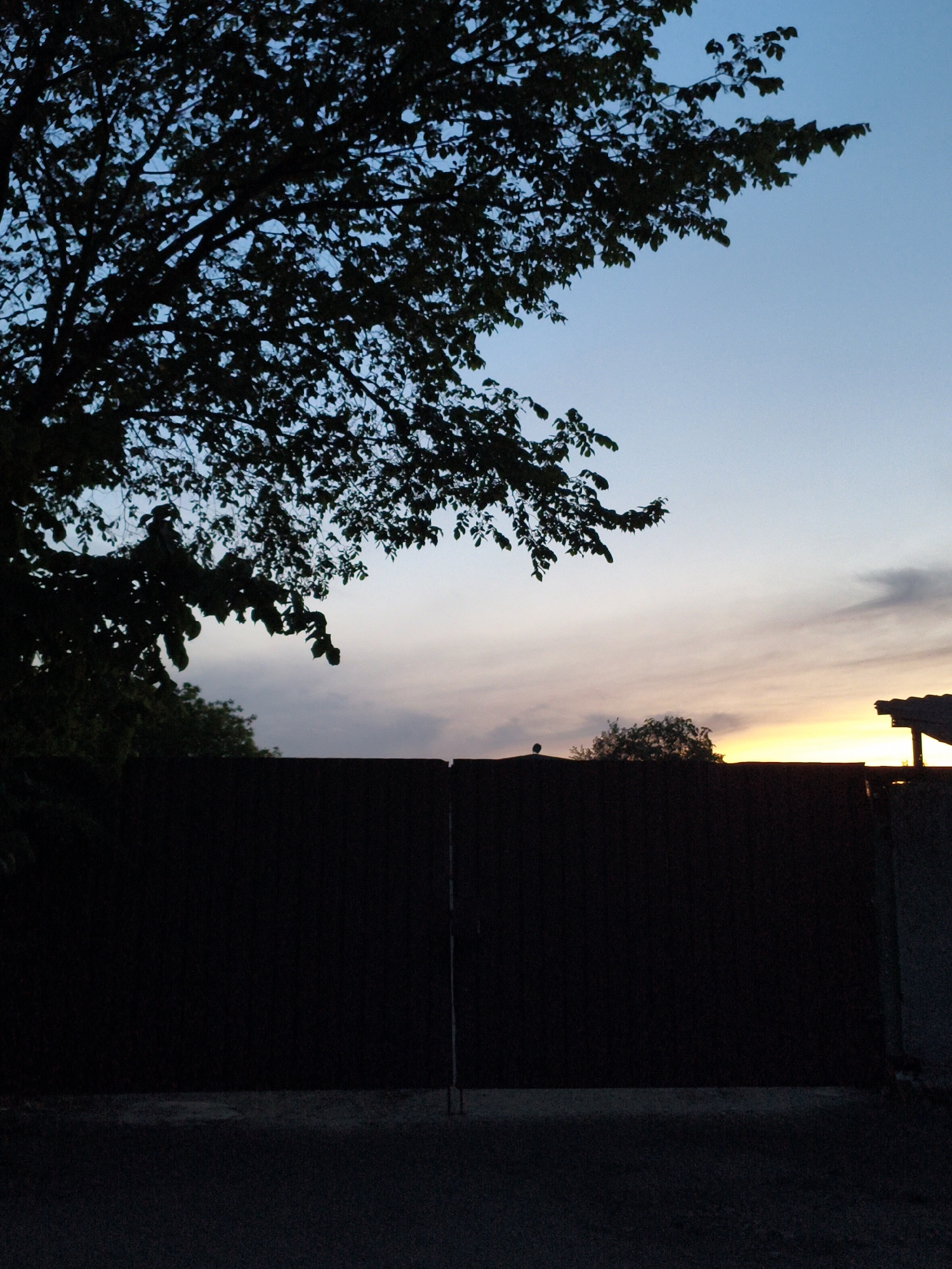 The image captures an outdoor twilight or sunset scene in Ustyvytsia, Ukraine. The upper left and top of the frame are dominated by the dark, silhouetted branches and leaves of a large tree, contrasting against the lighter sky. The sky transitions from a deep blue at the top, through lighter blues and subtle purplish-grey tones in the middle, to a vivid band of orange and yellow light near the horizon on the right, indicating the setting sun. Wispy, indistinct clouds are visible in the mid-right sky.
In the mid-ground, a dark, solid gate or fence spans almost the entire width of the frame, acting as a strong horizontal divider. A thin, vertical pole or latch mechanism is visible in the center of the gate. On top of the fence, slightly to the left of center, a small, dark silhouette, possibly a bird, is perched. Behind the fence, a small, dark bush or tree can be seen against the lighter sky. To the far right, part of a building's roofline, possibly tiled, is silhouetted against the bright orange of the sunset. The foreground is extremely dark, showing only a vague, grainy texture of the ground or pavement.
The scene conveys a peaceful atmosphere typical of dusk, with the natural elements of trees and sky framing a man-made barrier and a distant structure. No people or visible text are present in the image.