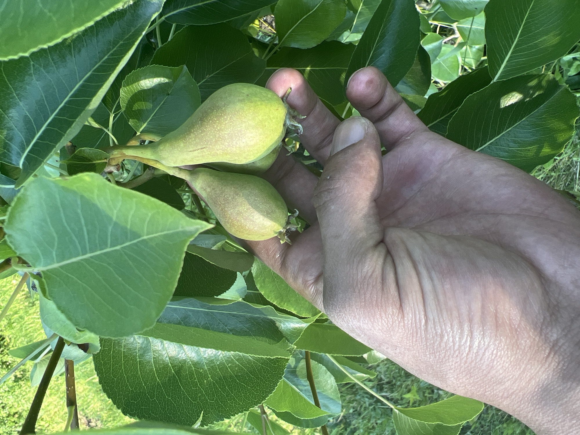 A close-up, high-angle shot captures a human hand gently supporting a cluster of small, unripe pears on a tree branch, set against a backdrop of vibrant green foliage. The pears are light green with subtle yellow hues and appear firm, indicating an early stage of development. They are attached to a slender branch, surrounded by numerous broad, veined pear leaves that occupy most of the frame. The hand, seen from the palm and fingers, exhibits natural skin textures and folds, suggesting an adult's hand. Bright sunlight illuminates the scene, casting highlights on the leaves and the pears, and creating soft shadows. The background hints at more greenery and possibly dappled light, suggesting an outdoor setting in natural light, likely during the daytime. The image conveys a sense of nurturing or observation of fruit growth. This scene is situated in Medkovets, Bulgaria. No text is visible in the image.