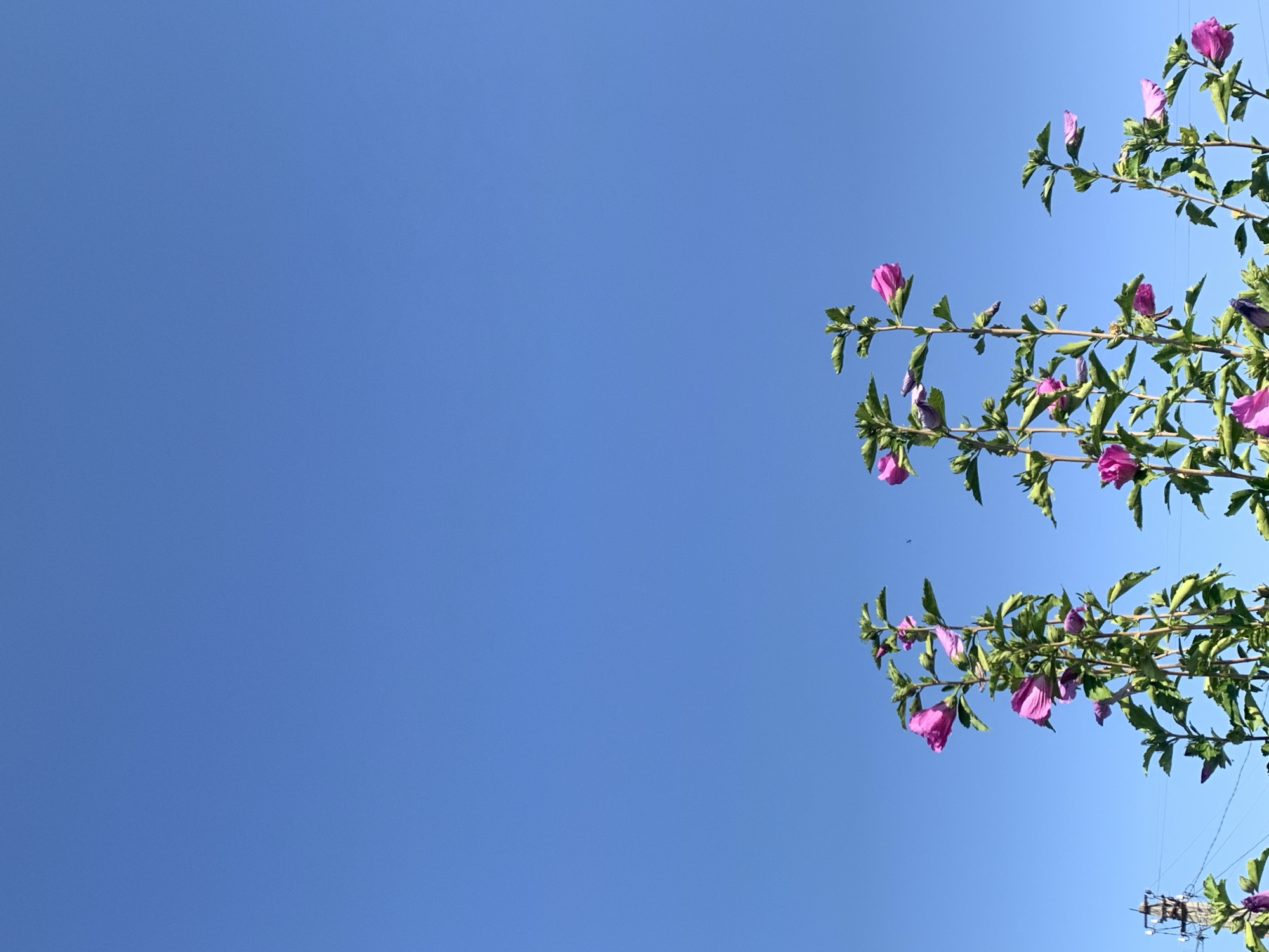 The image shows a bright blue sky with three flowering hibiscus plants in the foreground. The flowers are a vibrant pink color. The plants are tall and slender, with green leaves. A utility pole with wires is visible on the left side of the image. The image appears to have been taken on a sunny day. The specific location in Kolomyia, Ukraine is not discernable from the image.