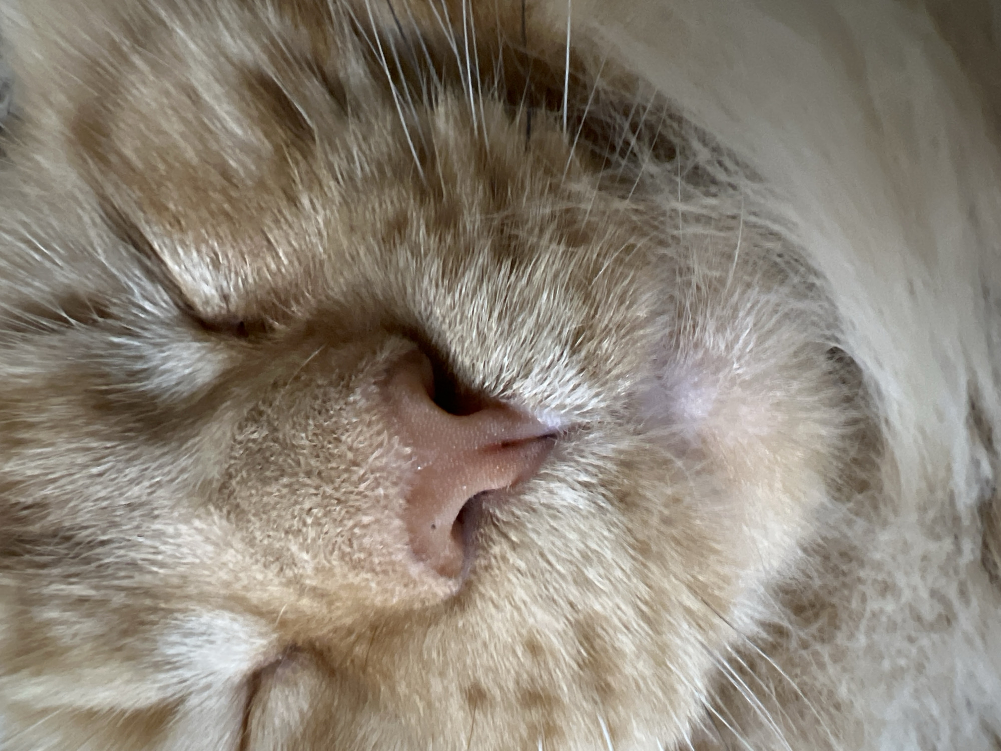 This is a close-up, eye-level photograph of an orange tabby cat's face. The cat's eyes are closed, and its pink nose is in sharp focus. The fur is a mix of orange and cream, with long white whiskers extending from the snout. The background is blurred, emphasizing the texture and detail of the cat's fur and nose. The image does not contain any information or context related to Markova, Russia.