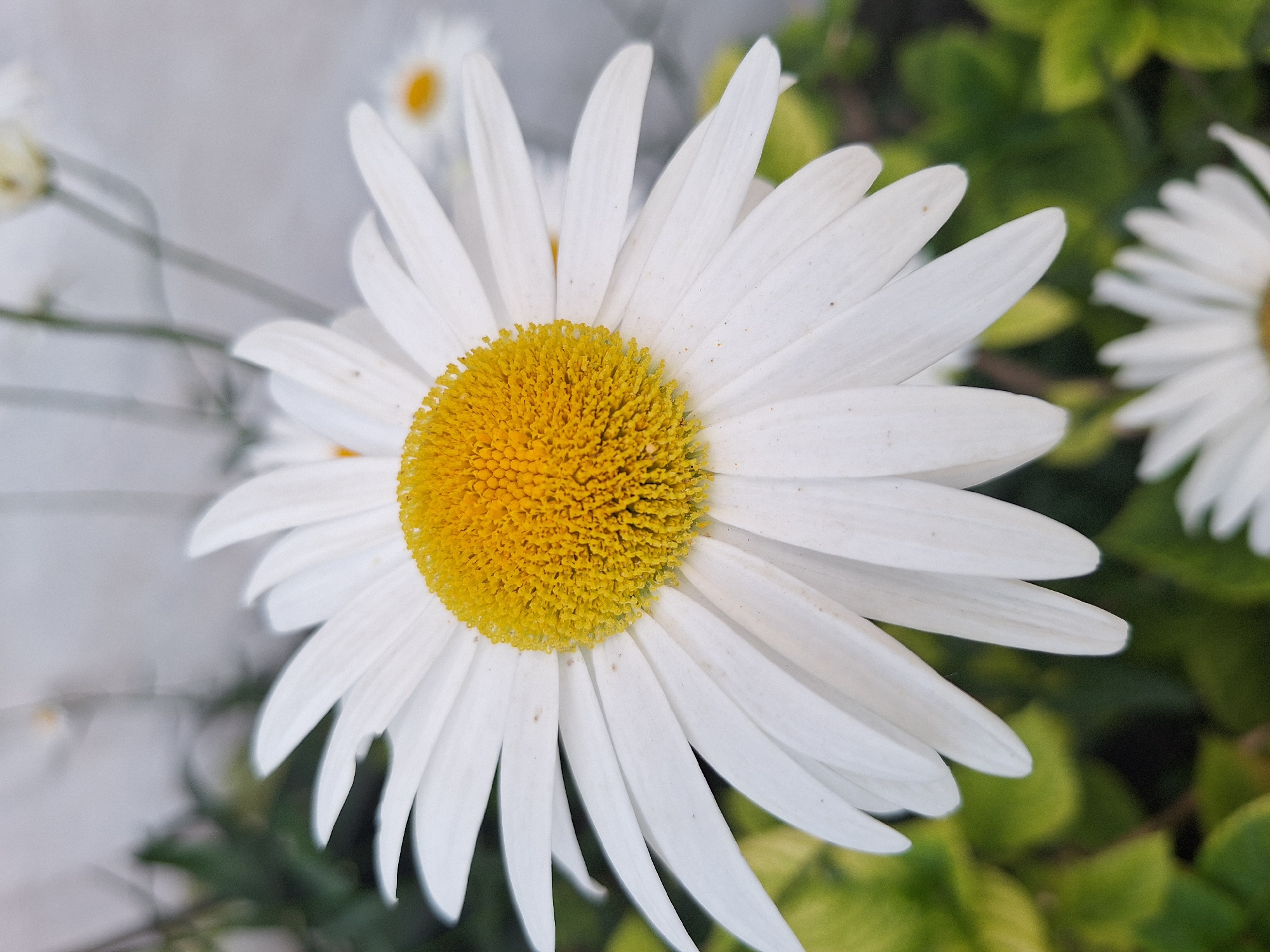 This is a close-up, eye-level, vertical shot of a daisy in Nabran, Azerbaijan. The daisy has white petals radiating from a yellow, textured center. The petals are slightly unfocused, with some showing faint brown speckles. In the background, out-of-focus green foliage and the blurry white structures of other daisies are visible. The lighting appears to be natural daylight.