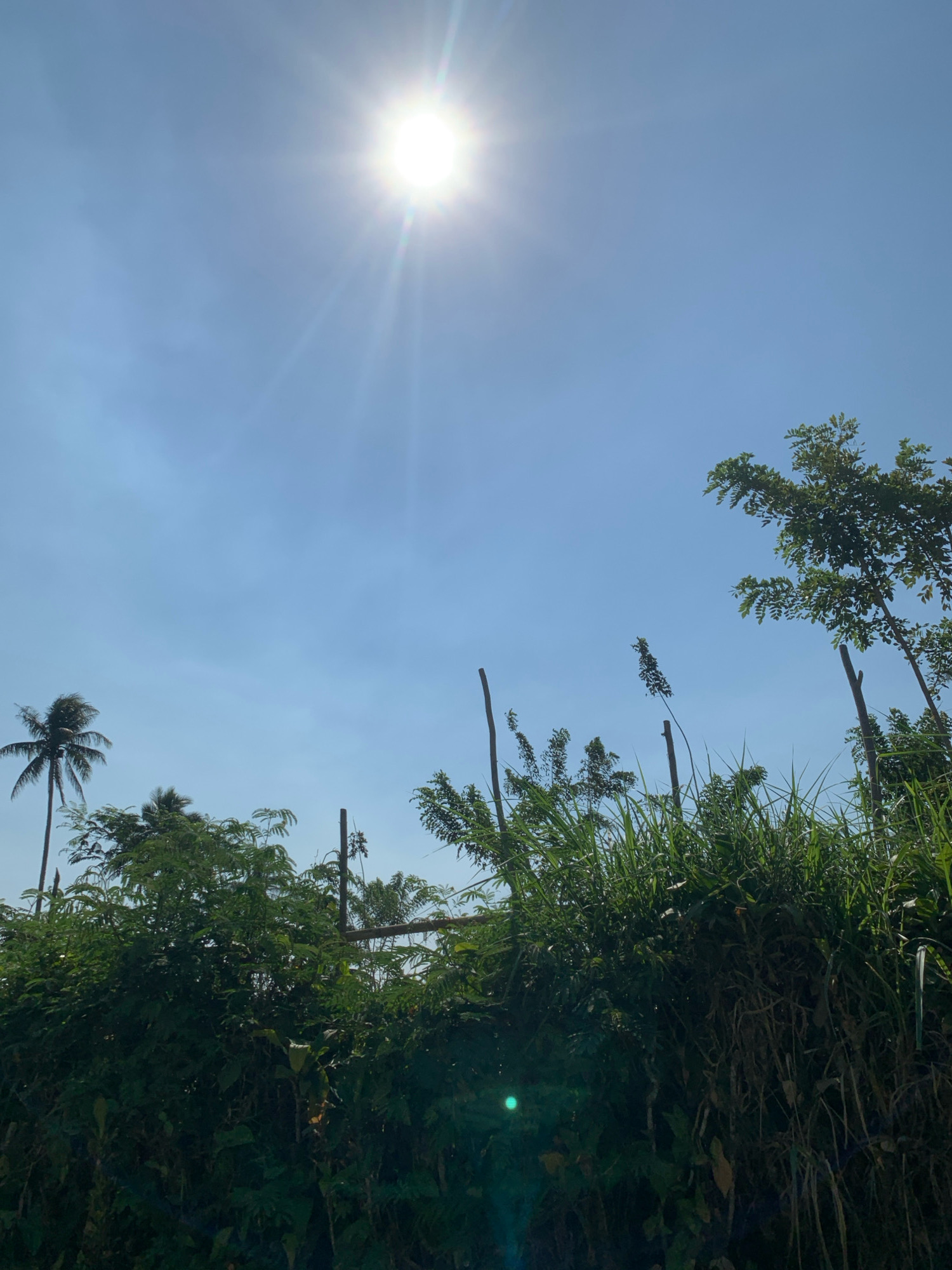 This is a photograph taken in the city of Pronojiwo, Indonesia, under a clear blue sky. The sun is shining brightly in the upper left quadrant of the image, casting lens flare. The foreground is dominated by a dense growth of lush green foliage, appearing as a natural barrier or embankment. Tall blades of grass and various leafy plants are visible. Rising above the foliage are several thin, dark vertical poles or stakes, some appearing to support unseen structures or mark boundaries. In the background, a single palm tree with its fronds swaying is visible on the left, and other trees with green leaves are scattered across the frame, with one tree in the upper right corner extending its branches towards the sky. The overall impression is of a natural, possibly rural or semi-rural, outdoor environment bathed in sunlight.